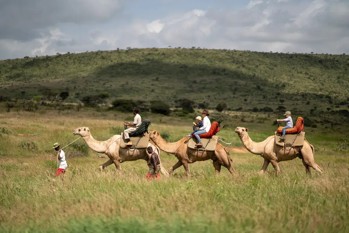 A group of a camel safari featuring Elewana Loisaba Tented Camp guests atop camels as they walk through the Kenyan landscape let by two guides