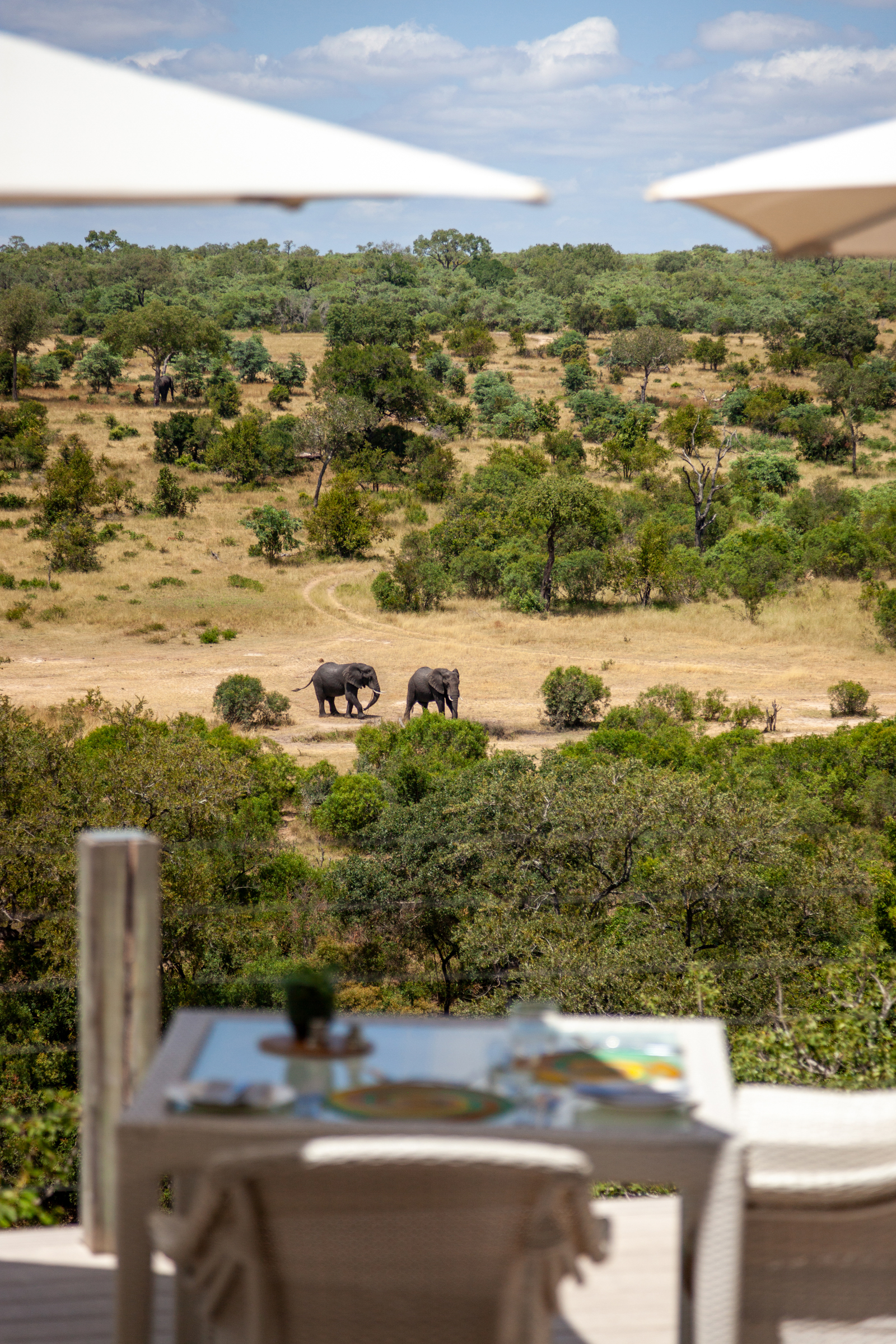 Table on a viewing platform set up for lunch in the foreground as two elephants pass by in the distance