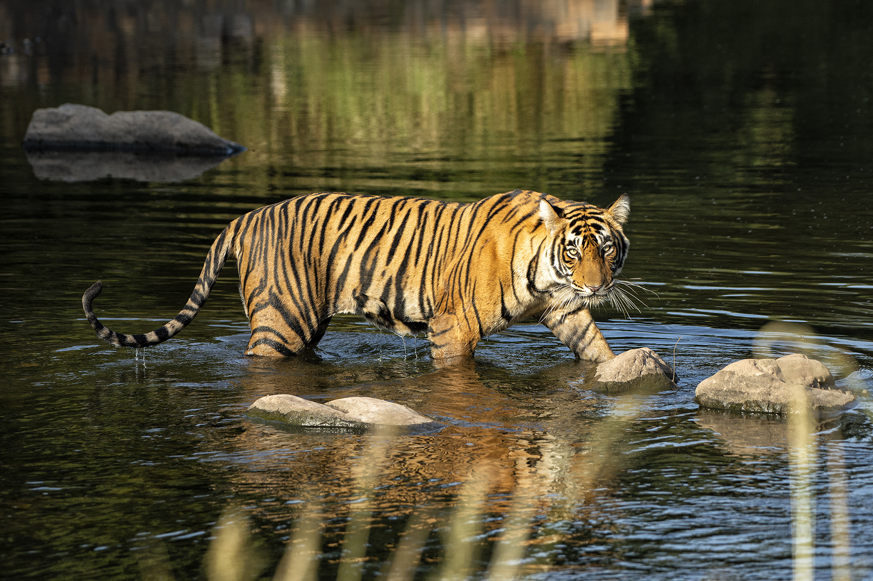 Asia, India, Tiger walking through a river