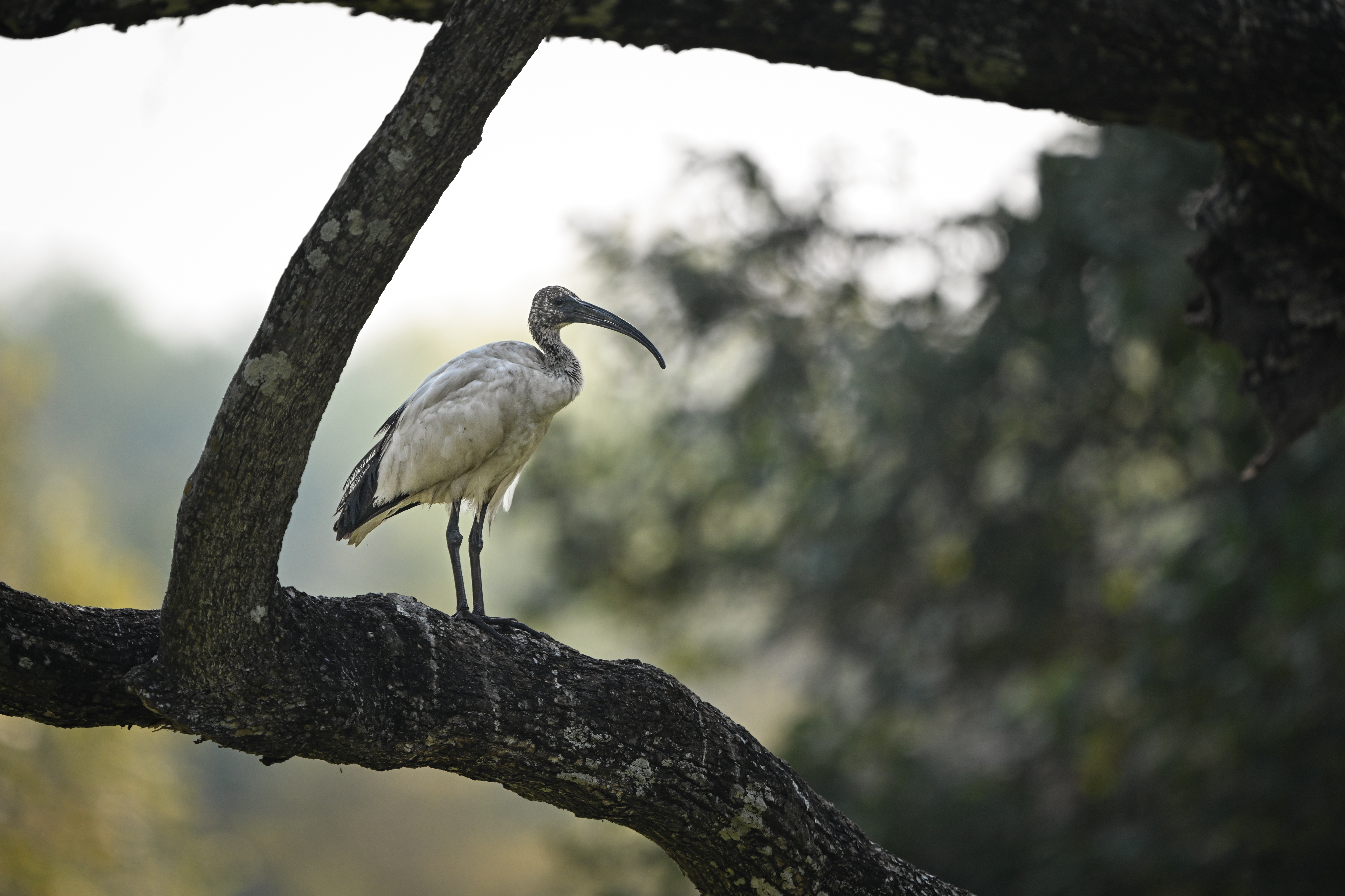 Africa, Zambia, bird stood on a tree branch 
