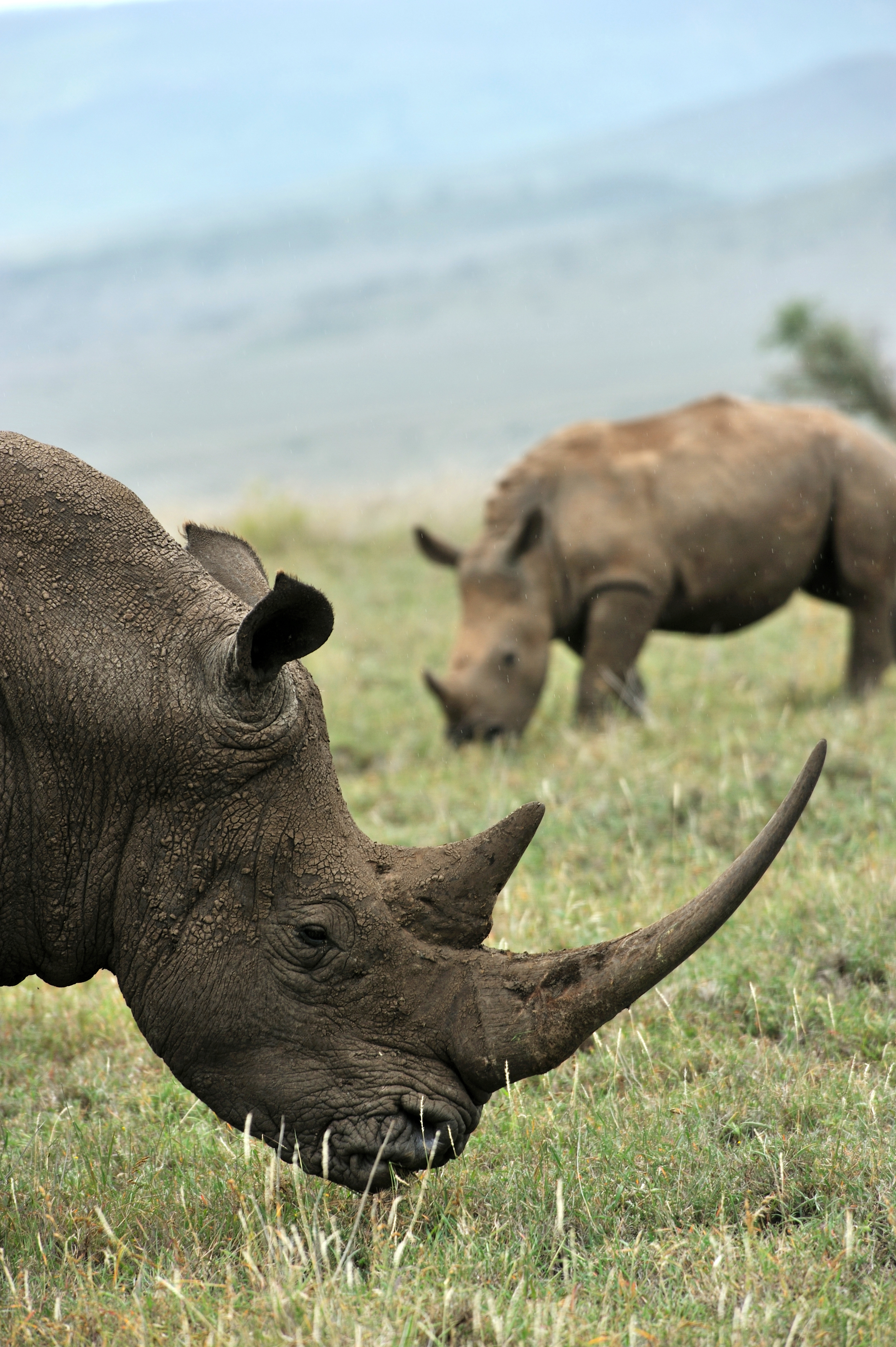 Two rhinos eating grass