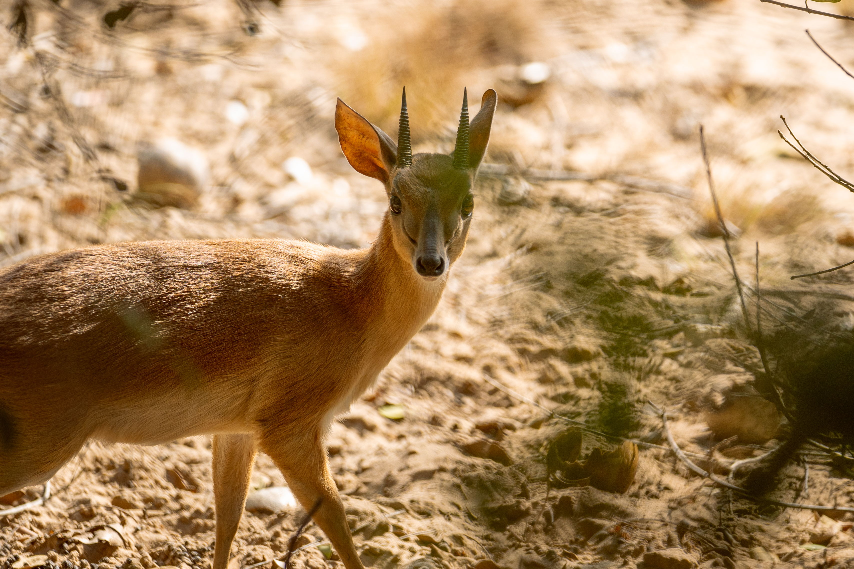 Suni antelope walking through the undergrowth