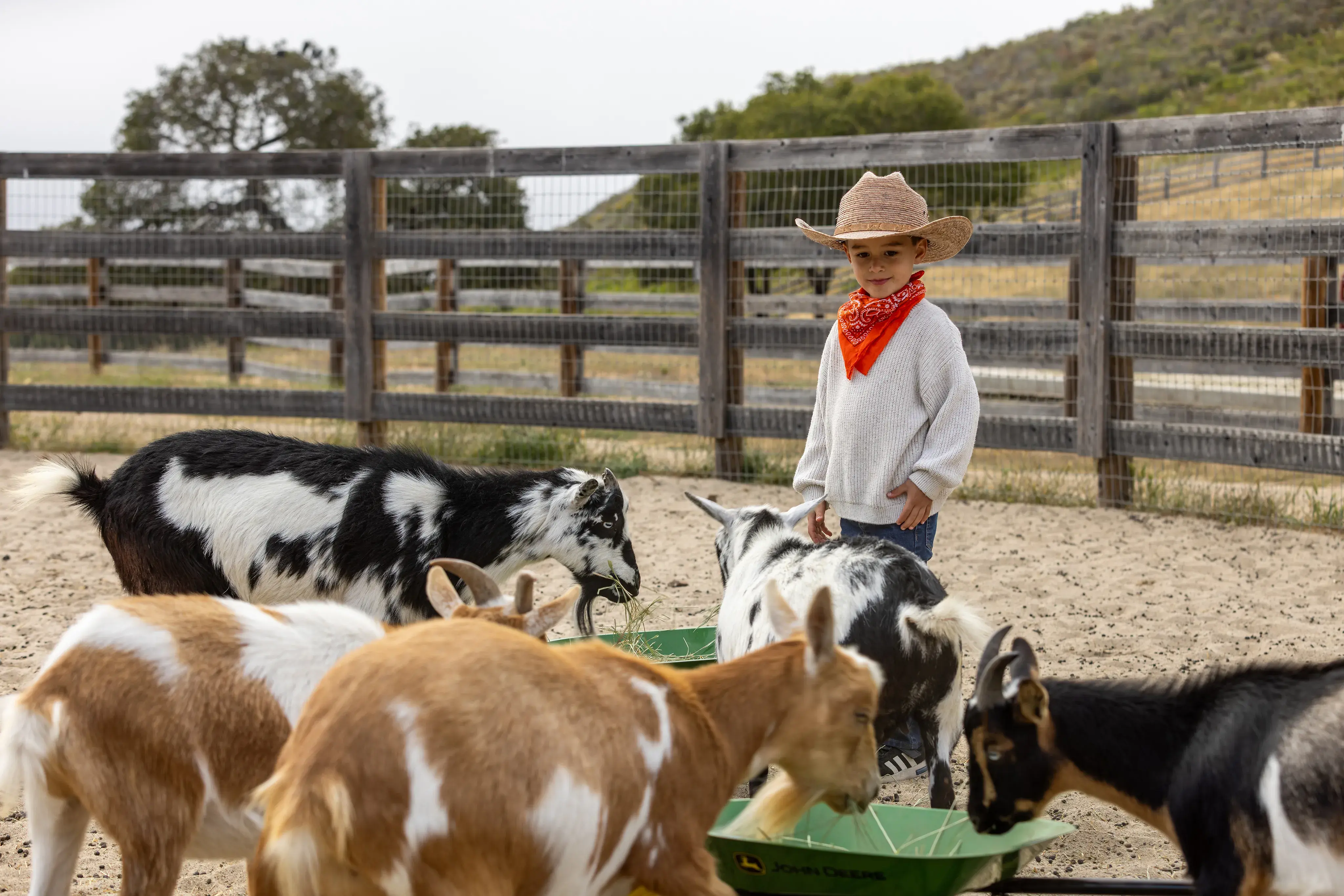 A child wearing a cowboy hat and bandana watching a herd of goats eating from wheel barrows in an enclosed pen at Carmel Valley Ranch in California