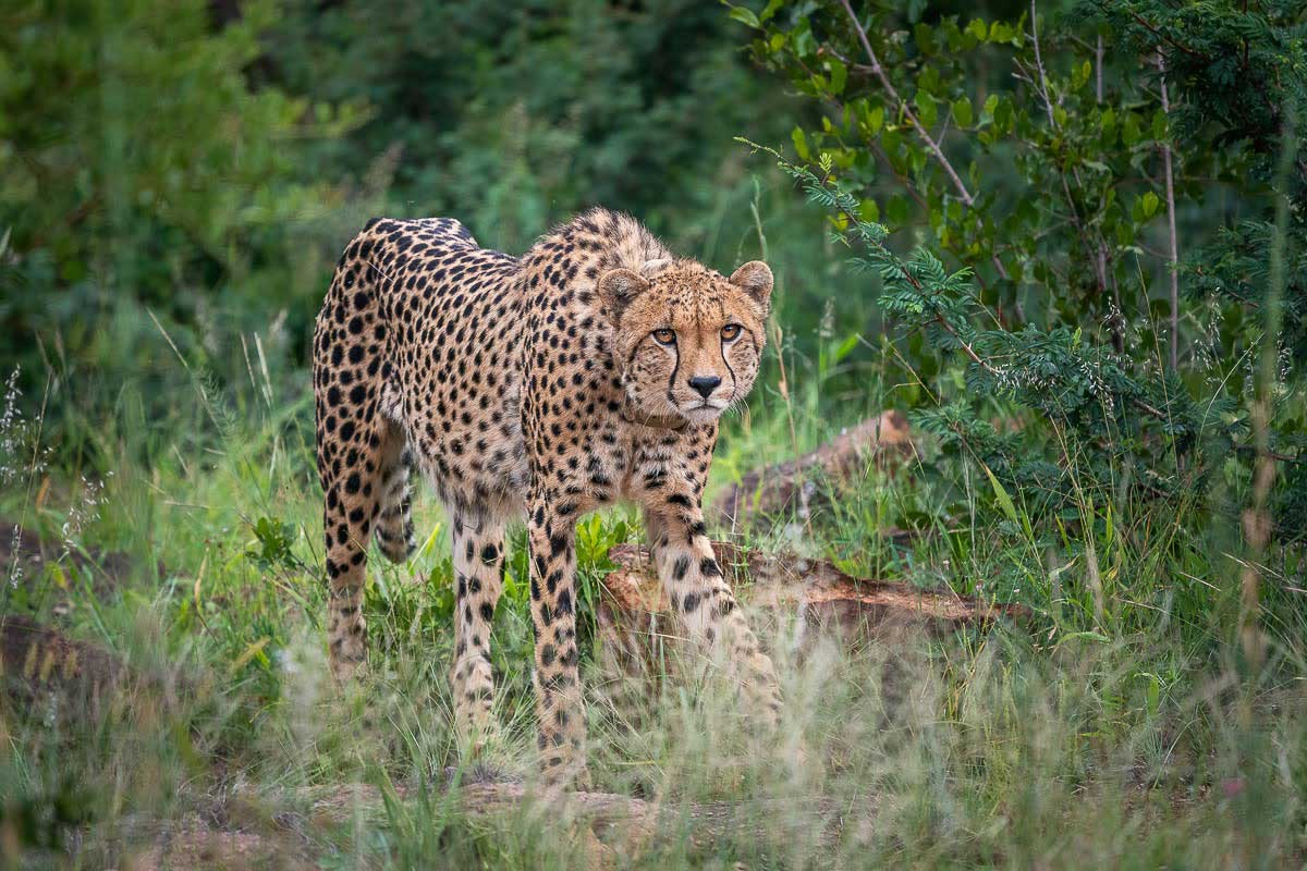 Cheetah walking through green grass and bushland, looking directly ahead in a natural habitat.