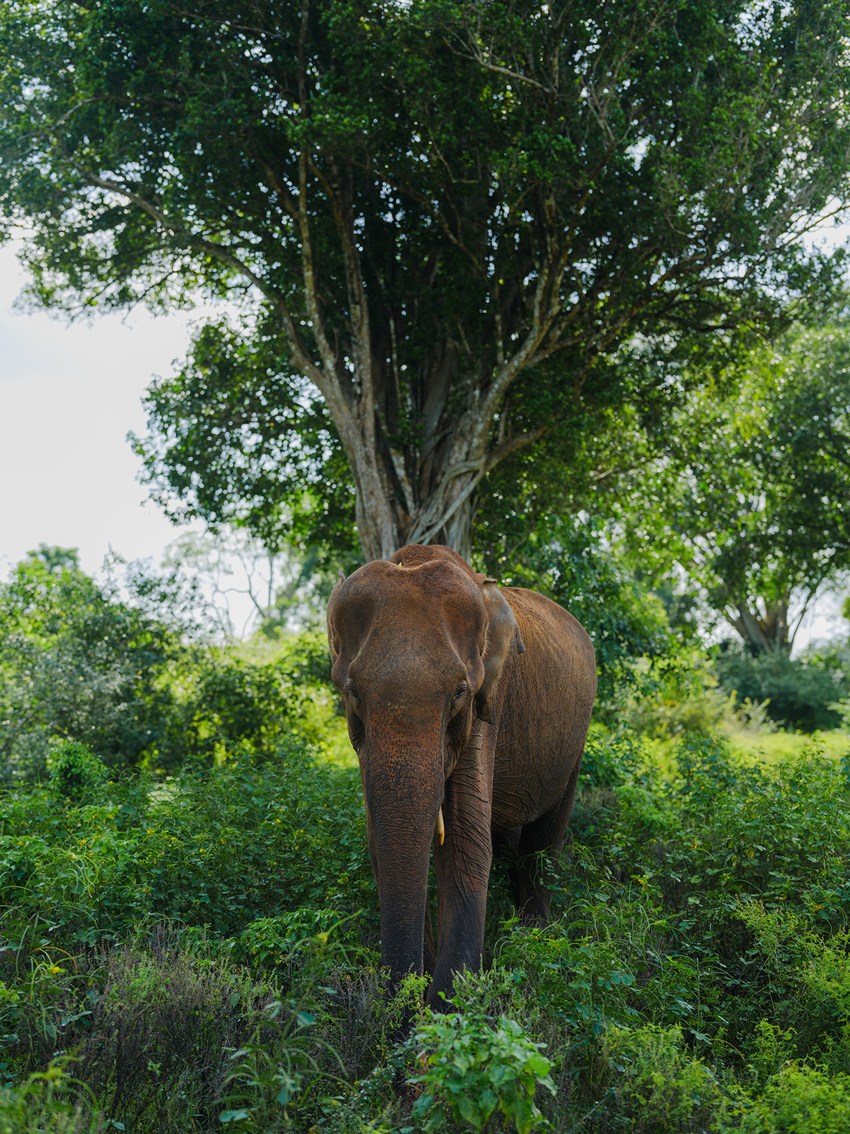 Asia, Sri Lanka, lone indian elephant surrounded by greenery