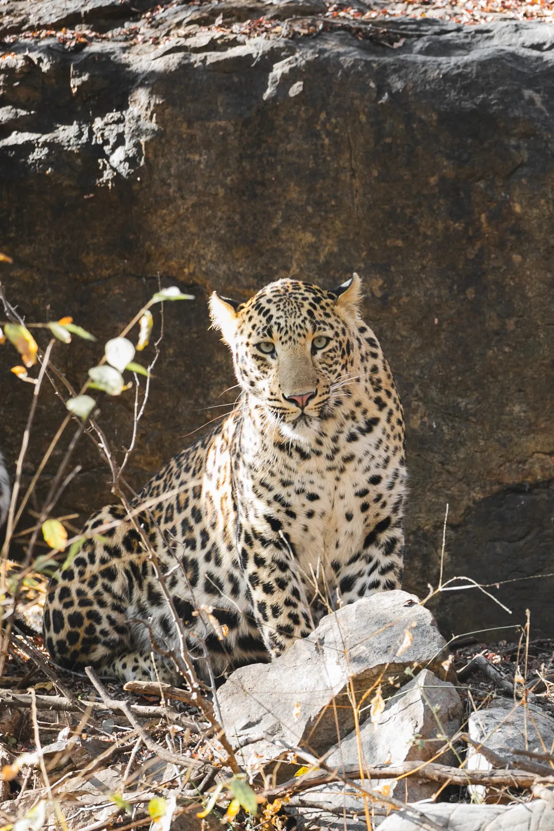 Asia, India, Aman-i-Khas, a leopard in Ranthambore National Park
