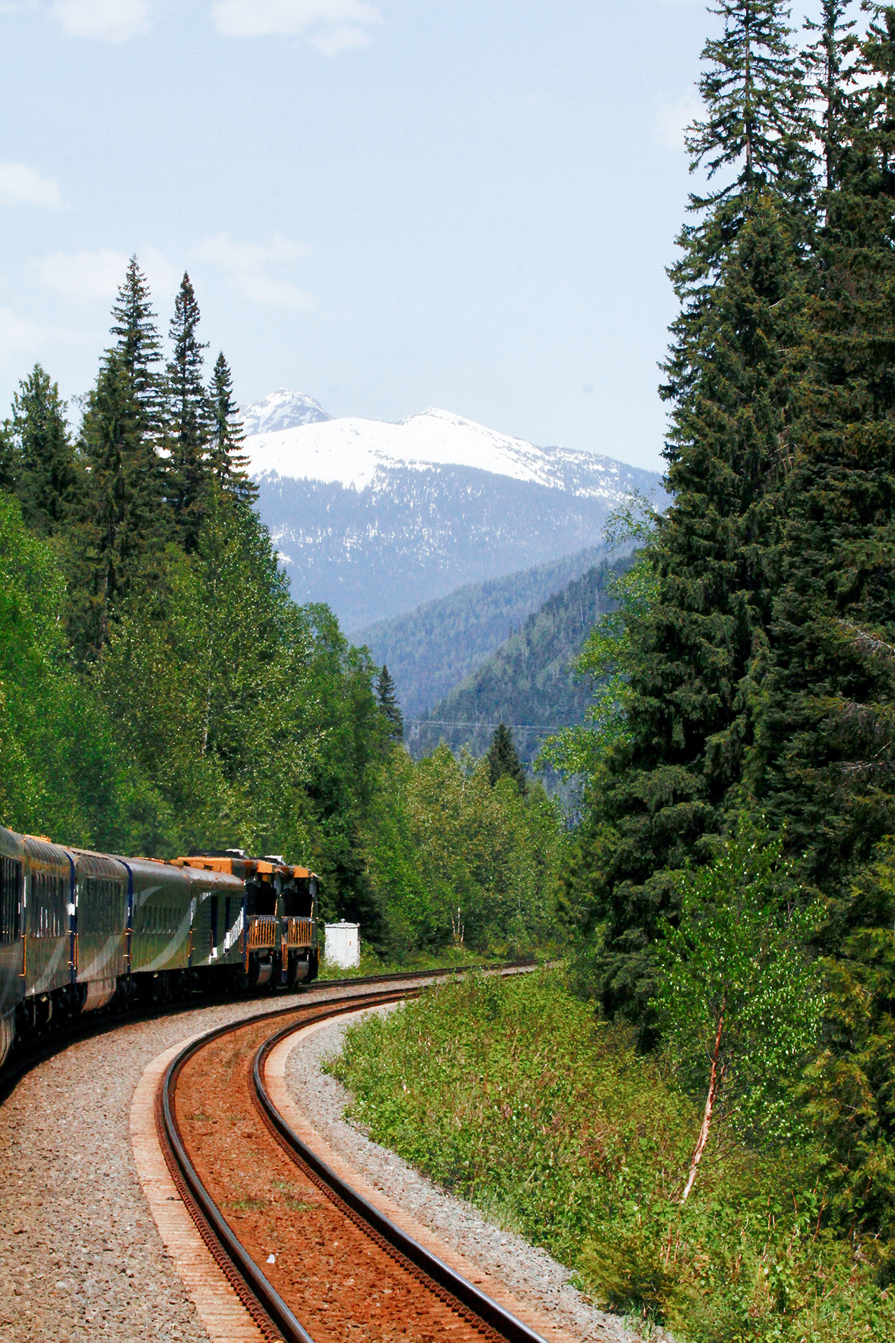 A train passing through a pine forest with a snowy mountain in the background