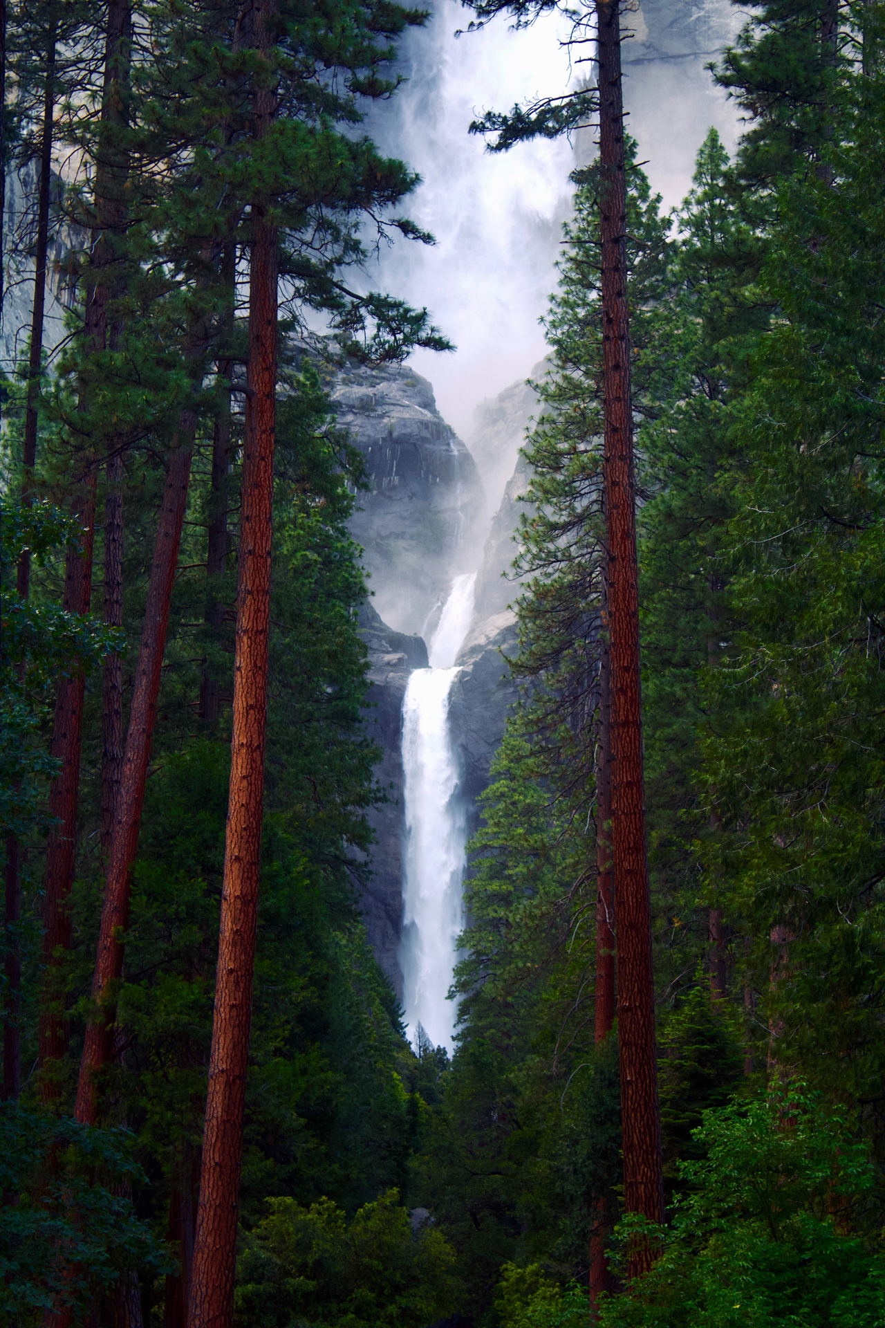 A waterfall between tall trees