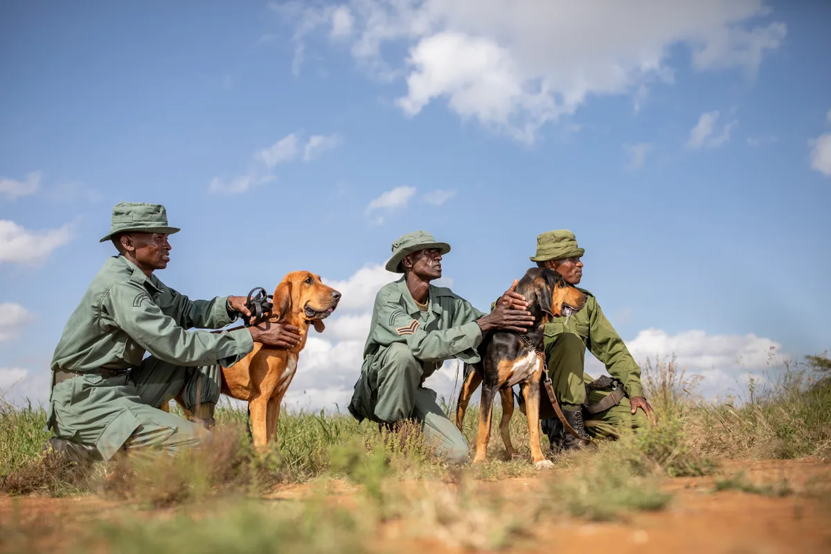 Three rangers dressed in khaki uniforms crouched in short bushland with two bloodhound dogs