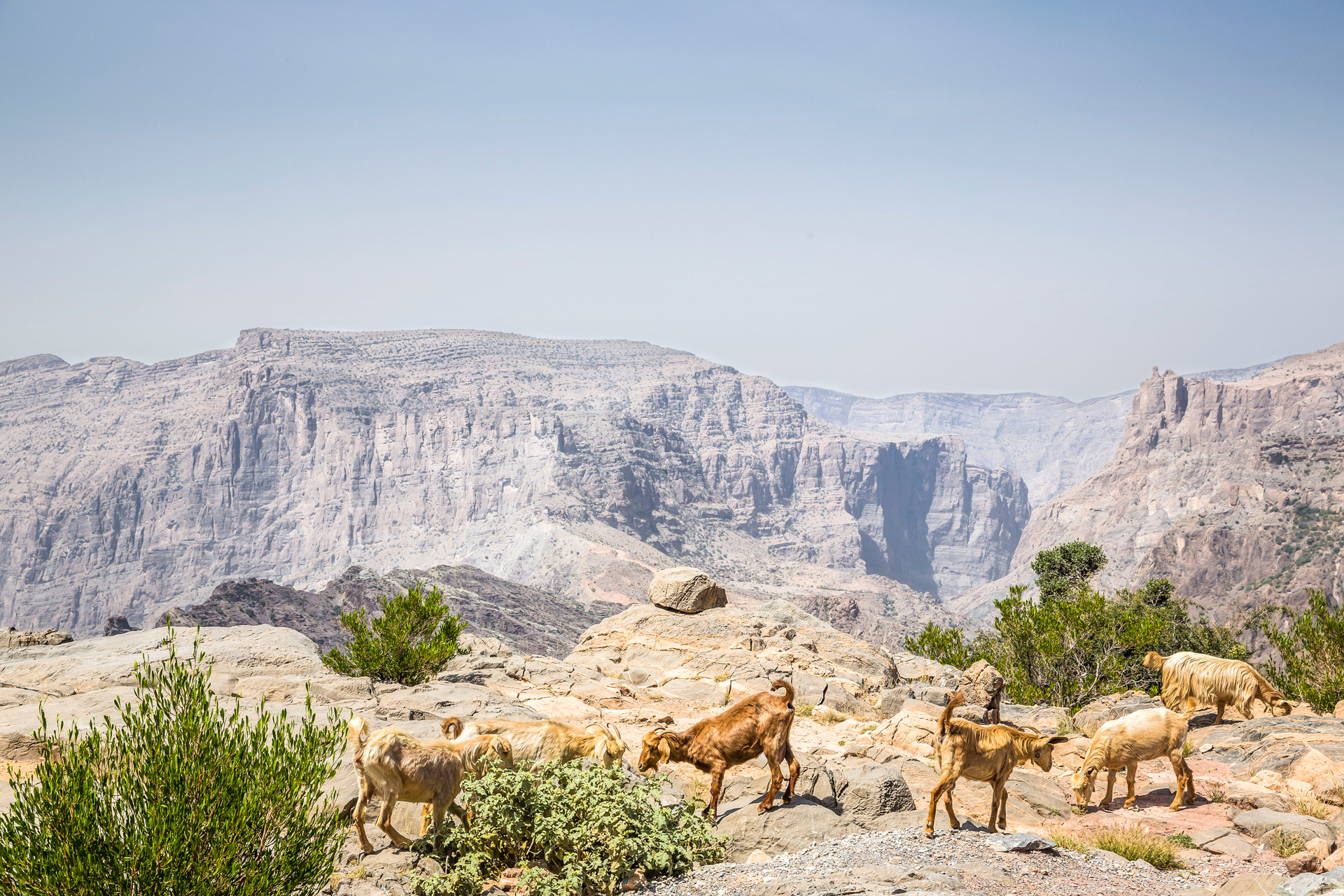 a group of goats in a rocky area