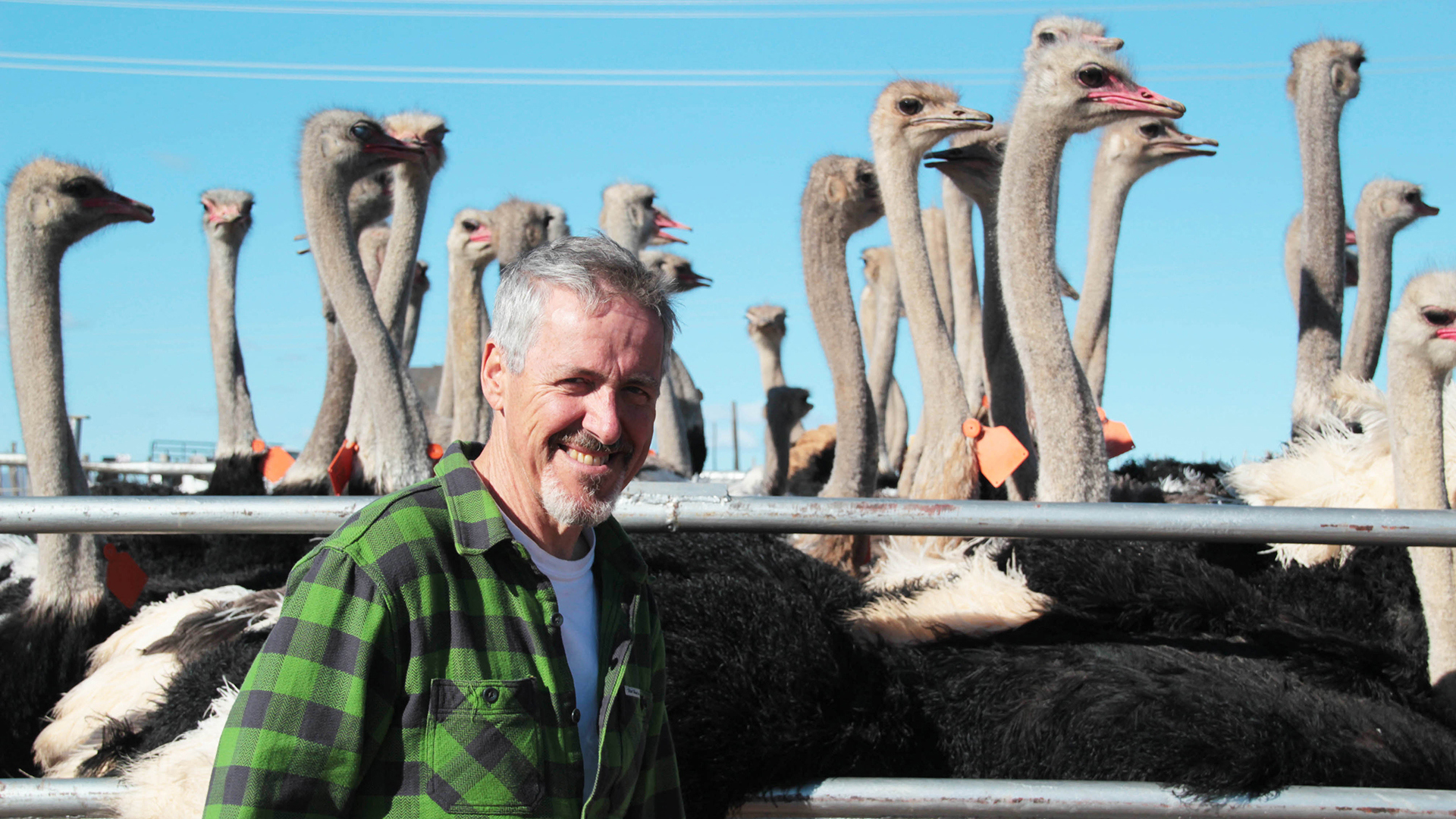 Africa, South africa, Rovos rail, Man with Ostrich