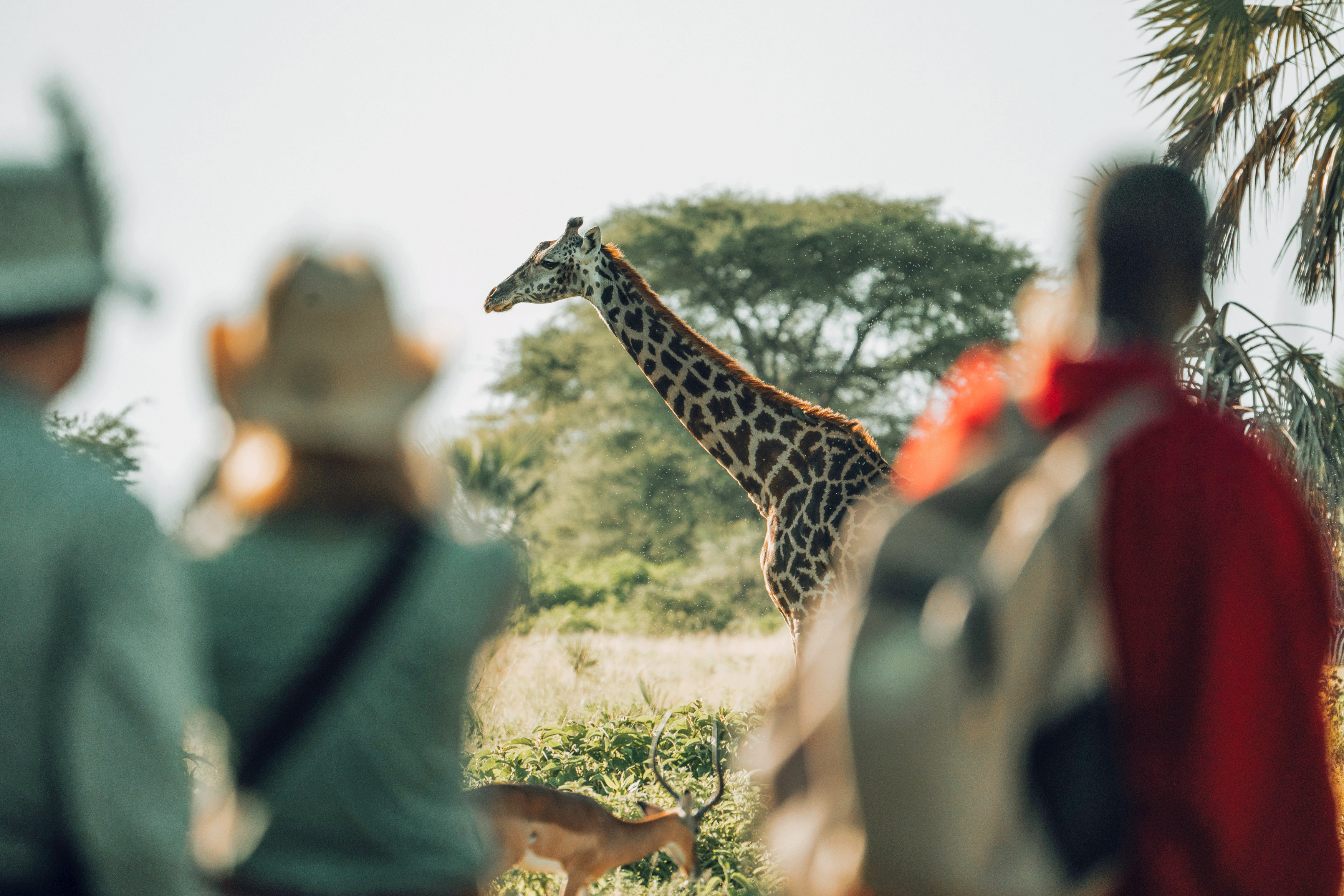 A giraffe and antelope walking in front of two tourists and a Maasai guide