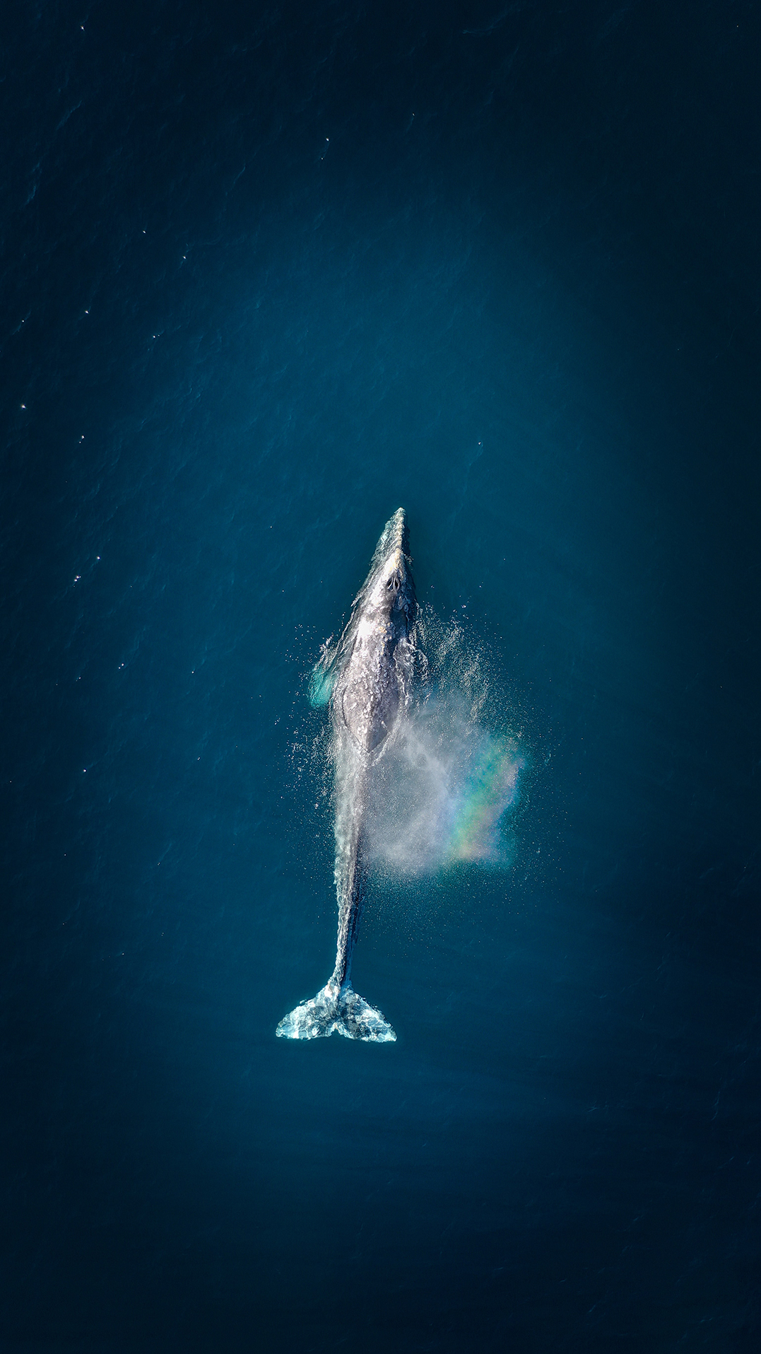 Aerial drone shot of humpback whale breaching ocean surface
