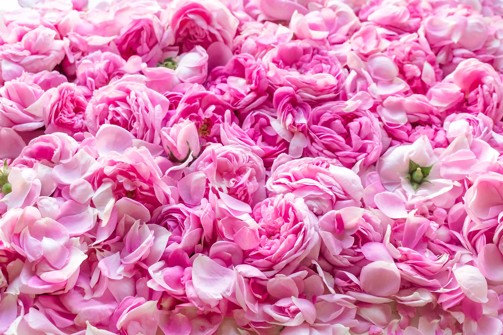 Pink rose petals from Damask rose season in Oman