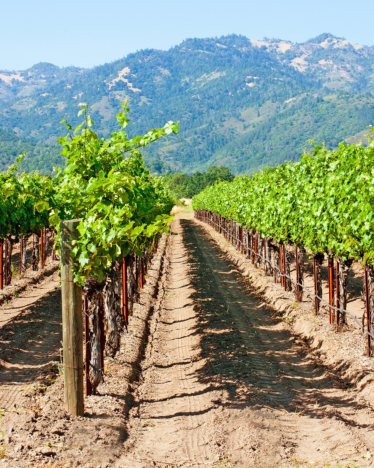 View down the pathway between vineyard vines in California