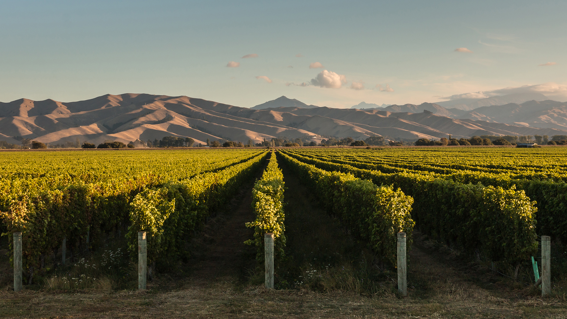 Lines of vineyard vines backed by mountains in New Zealand