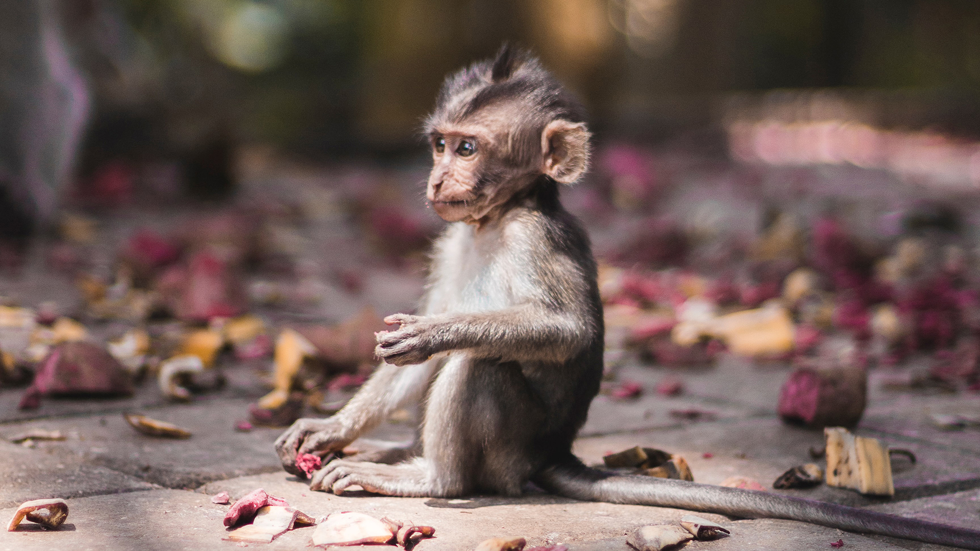 Baby Monkey In Bali