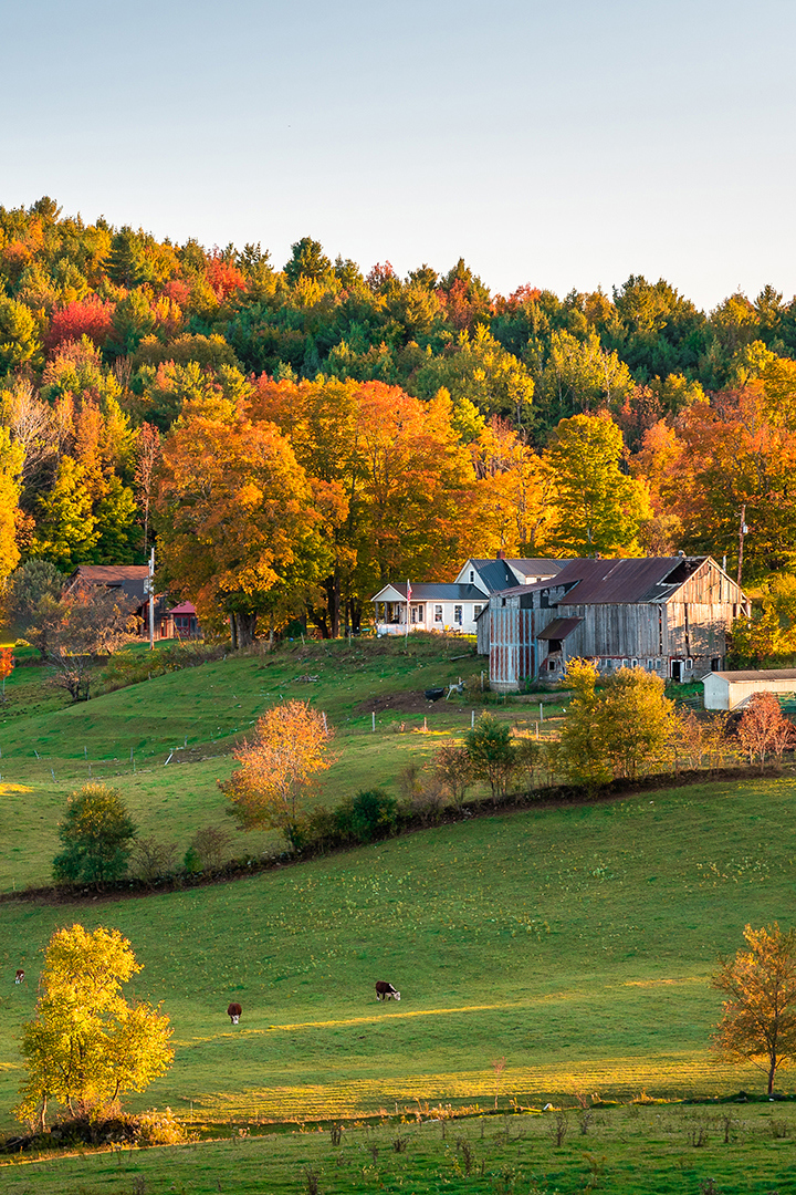 Farmhouse with cows in Woodstock in autumn