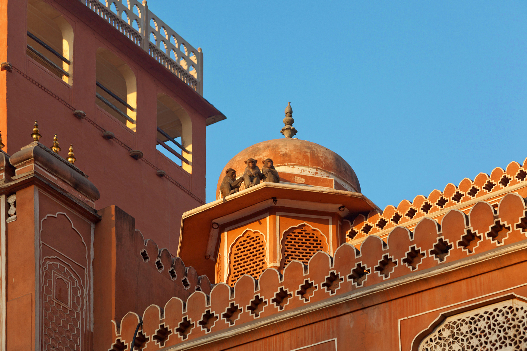 Three monkeys sitting on the roof of the Palace of Winds in Jaipur