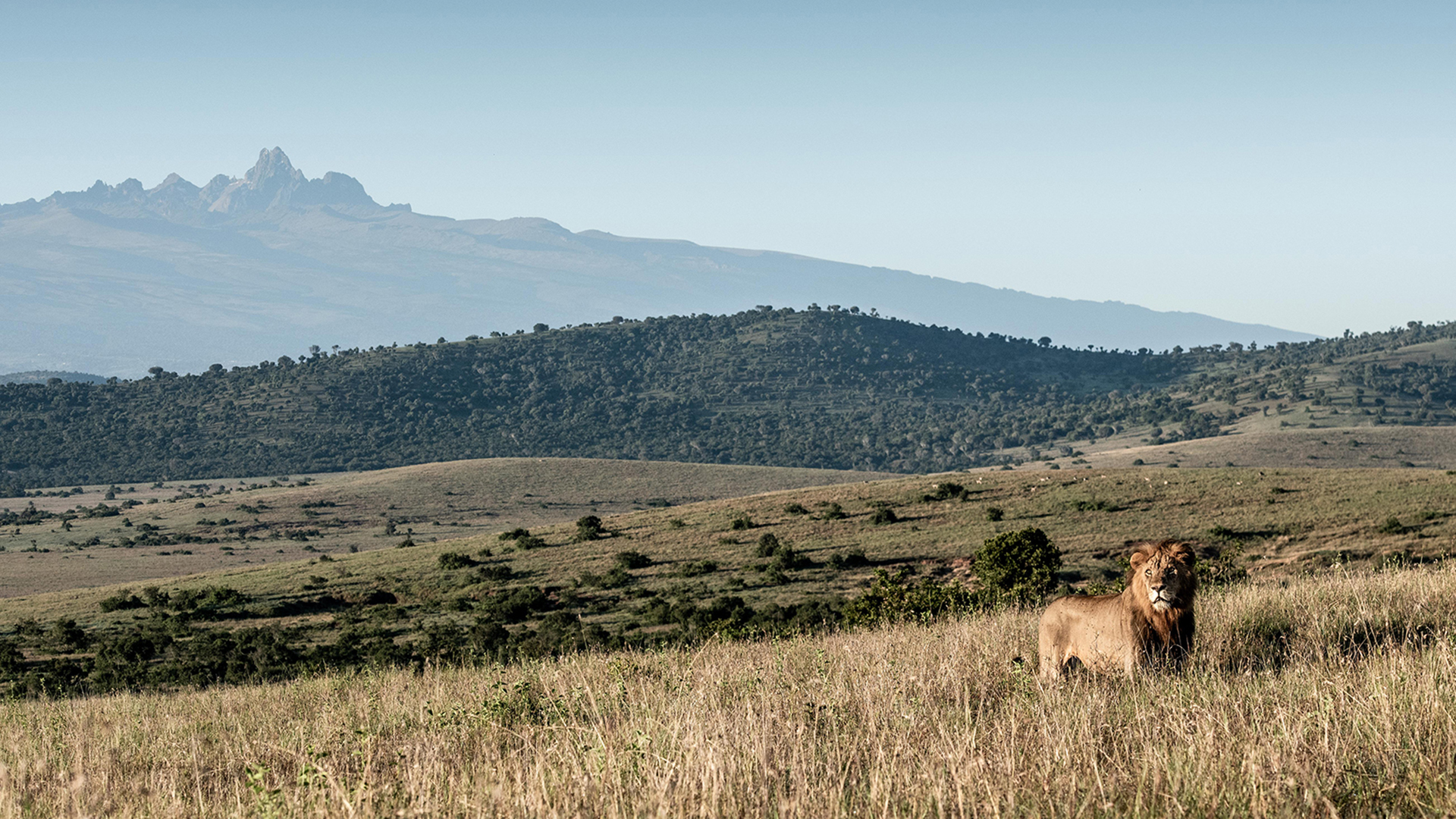 Africa, Kenya, Lengishu, Lion on an open plain