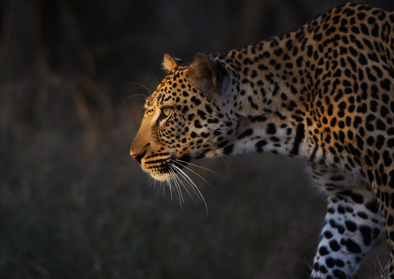 Close-up of a leopard in African wilderness with sharp focus on its golden eyes and spotted fur in natural light.
