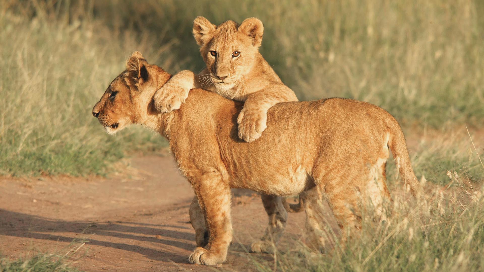 South africa, Madikwe, Madikwe hills, Lion cubs