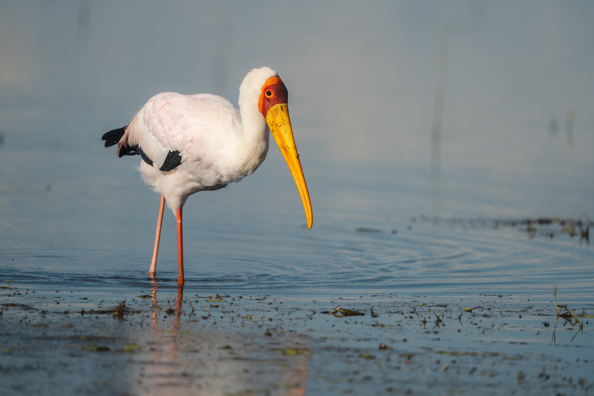 Yellow-billed stork wading in the waters of the Chobe River