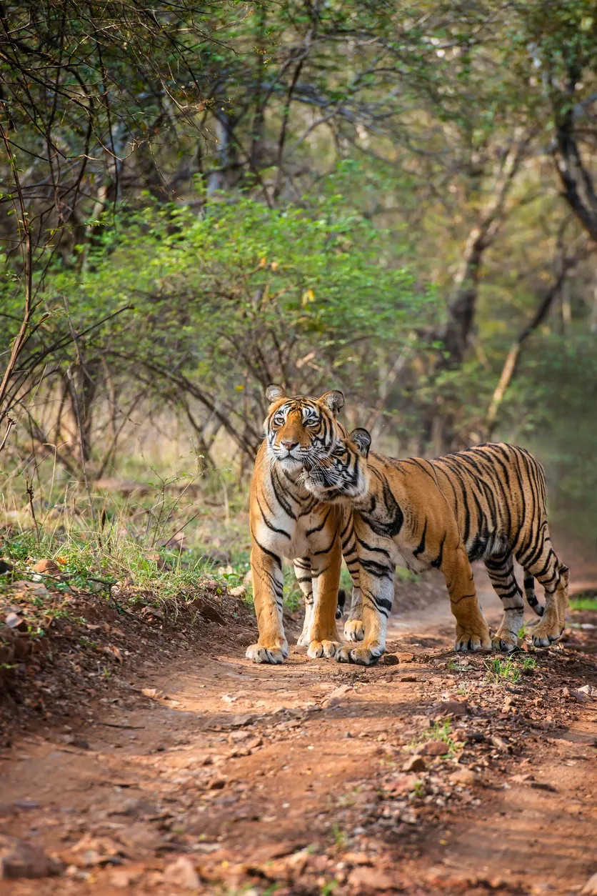 Two tigers walk closely together on a dirt path in a forest surrounded by trees and greenery.