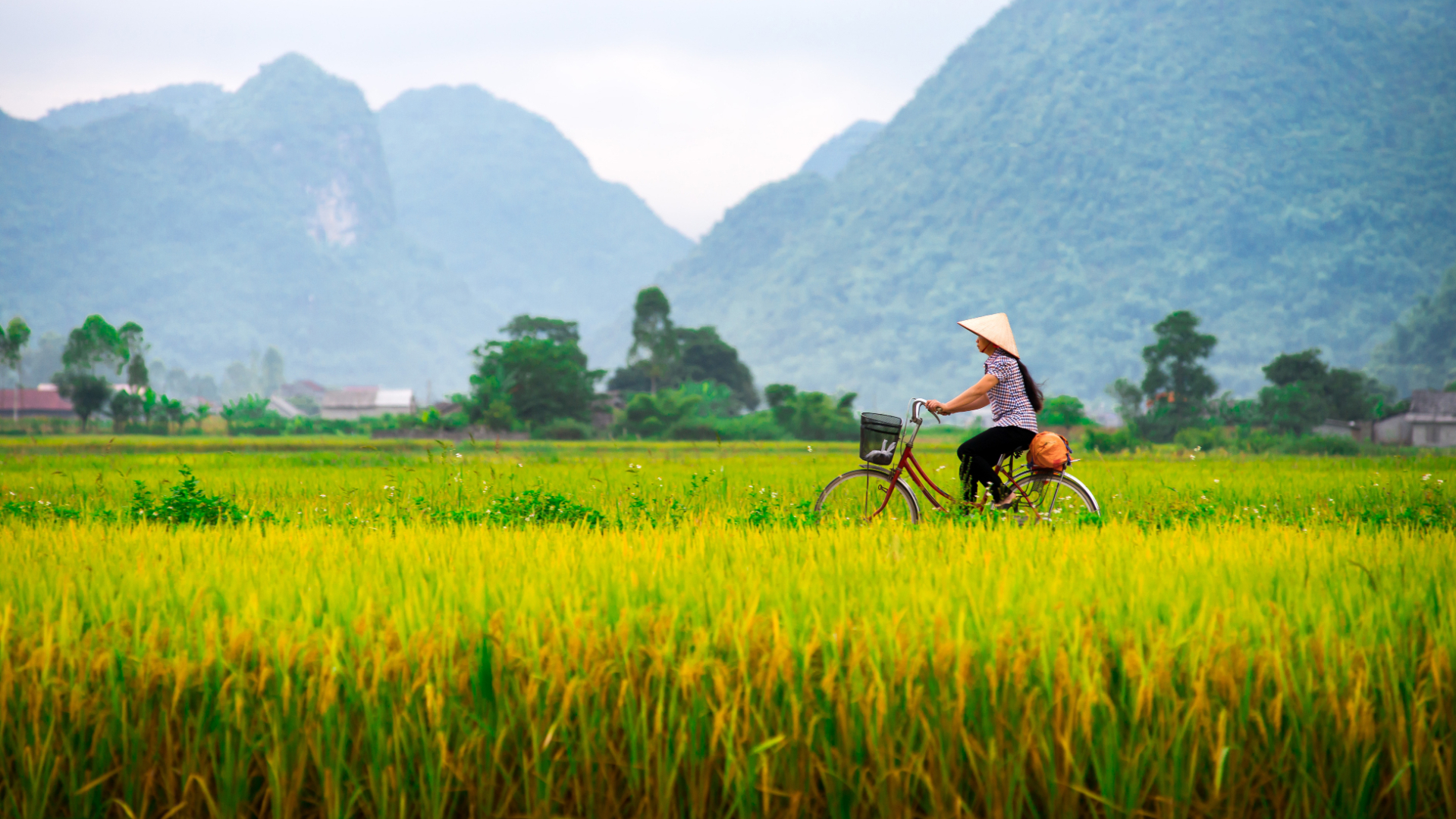 Cyclist in field in Vietnam