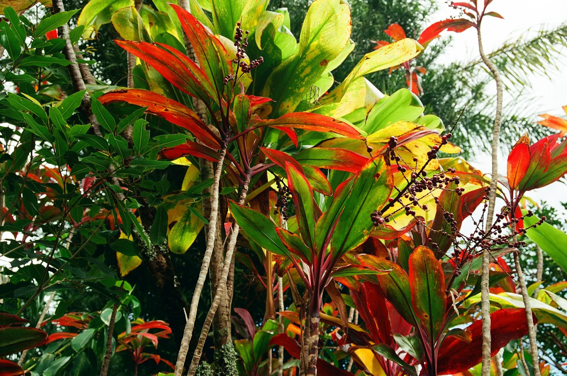 Colourful tropical foliage in a Hawaiian rainforest garden