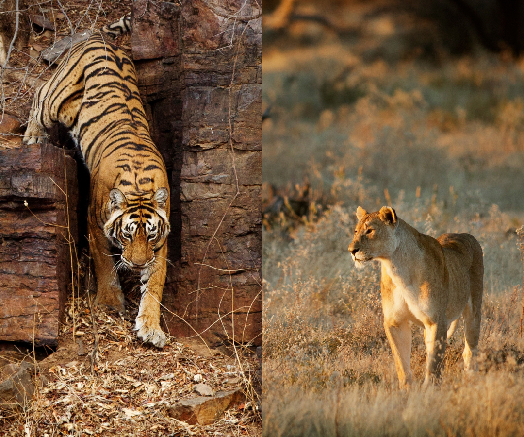 Side by side images of a tiger and lion