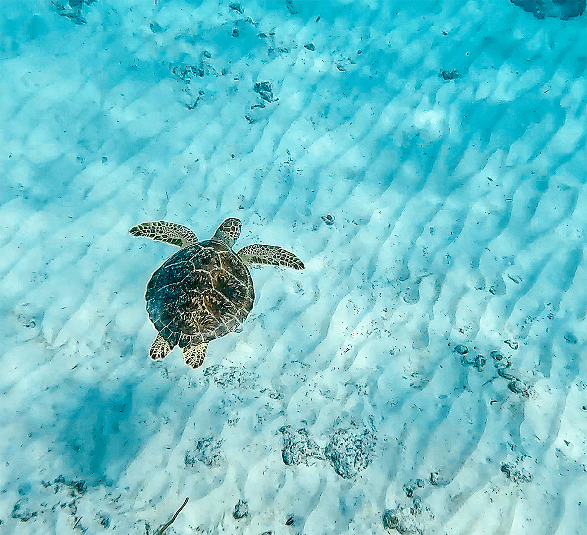 A sea turtle swimming above a sandy seabed with rippled patterns under clear blue water.