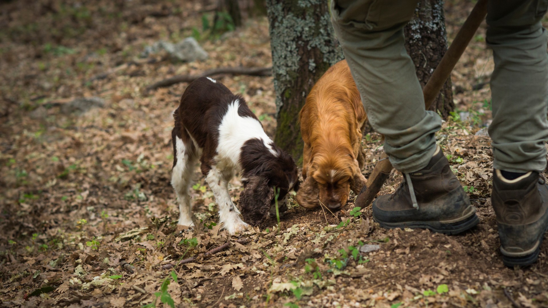 Tuscany Roundel Truffle Hunting