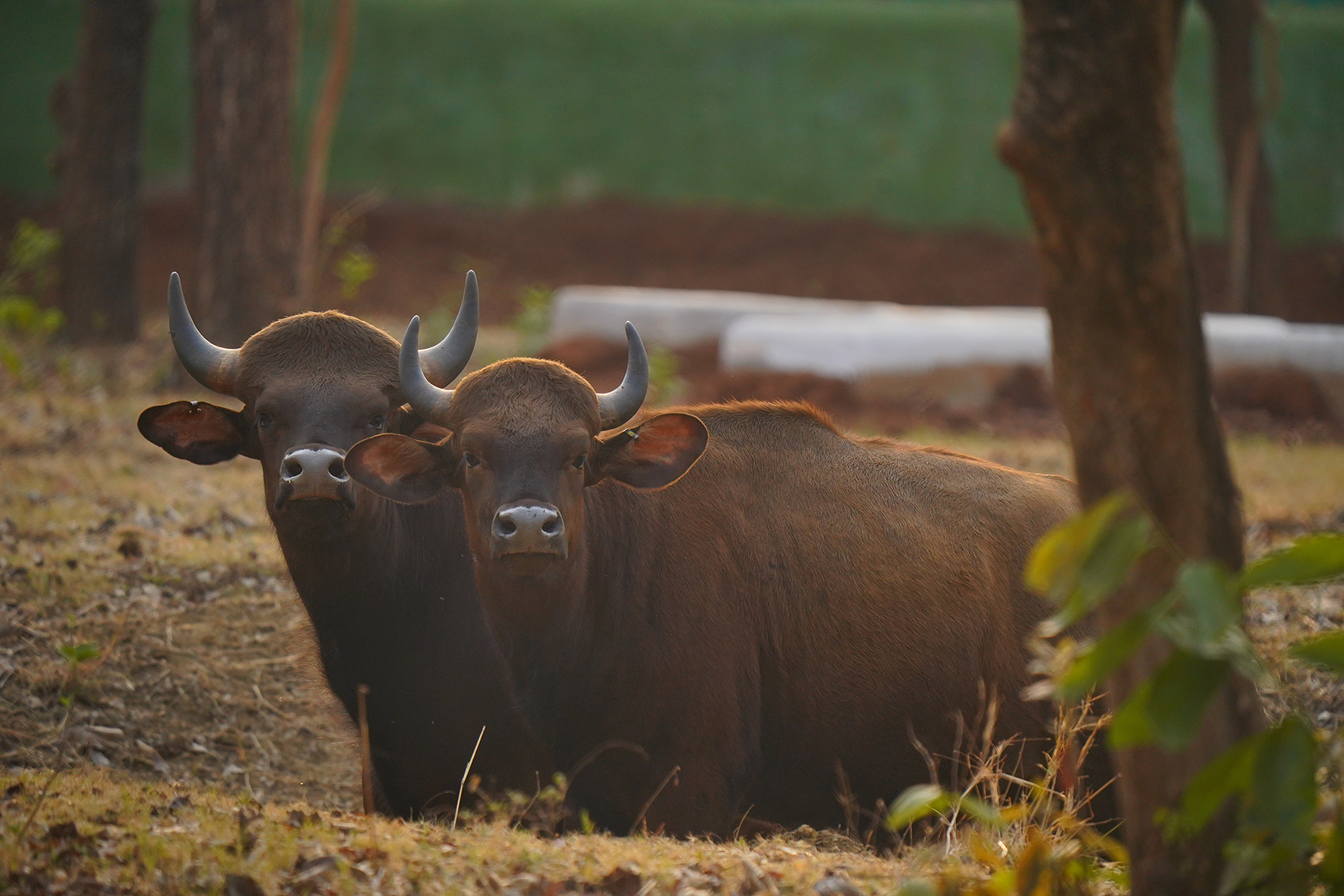 Two brown cows laid and looking to the camera