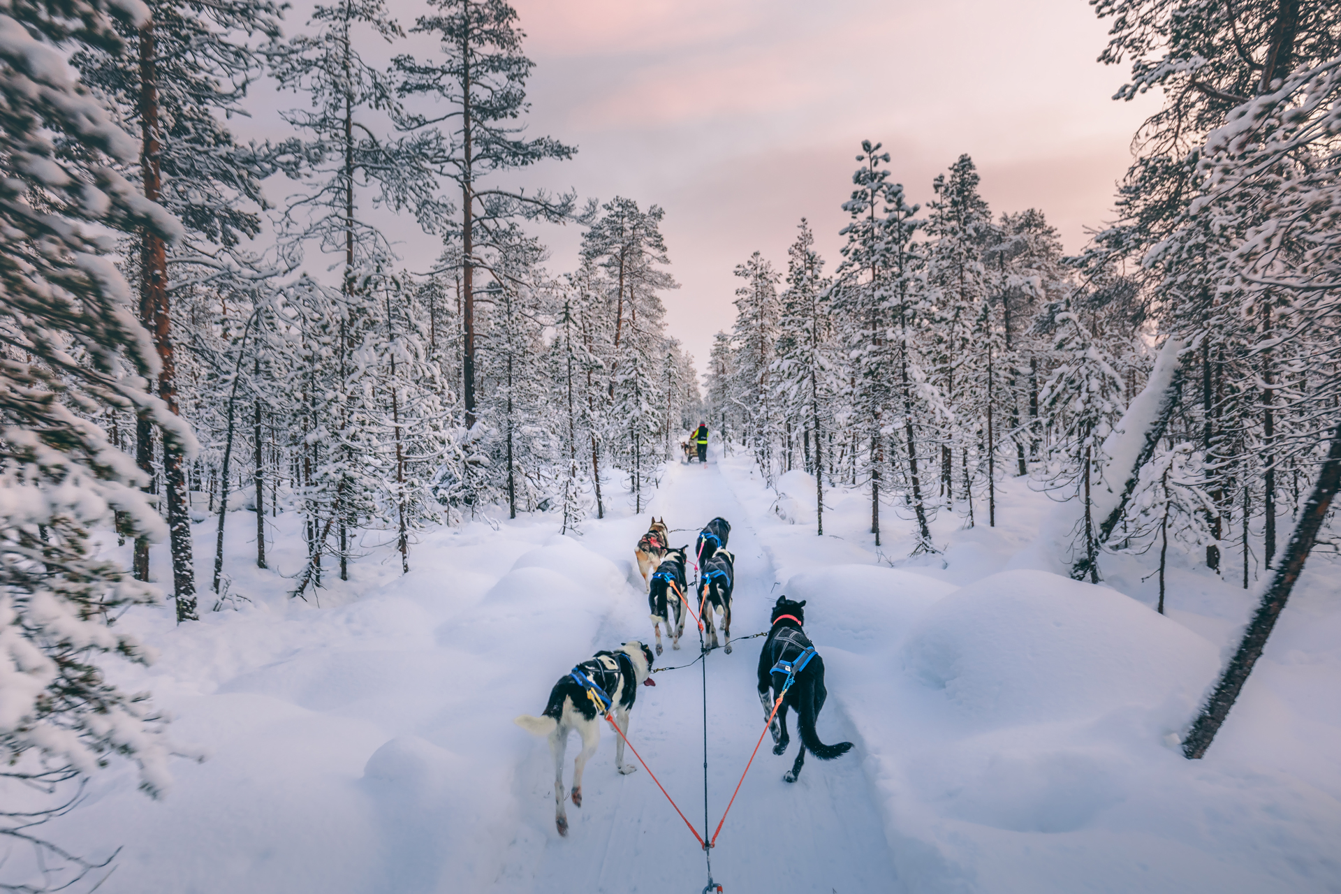 Huskey dogs sledge safari ride at sunset in Levi, Lapland,
