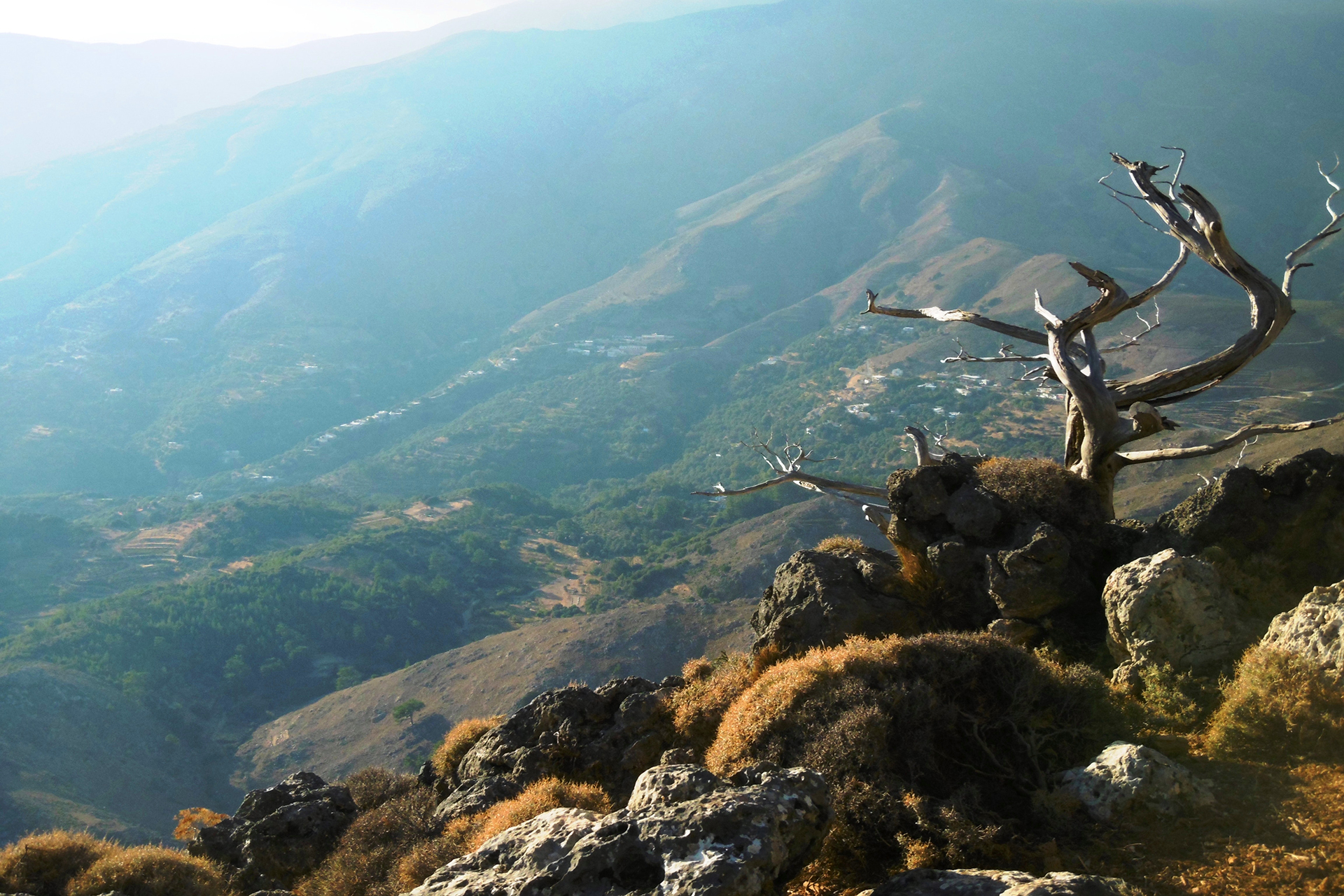 A dead tree on a rocky hillside