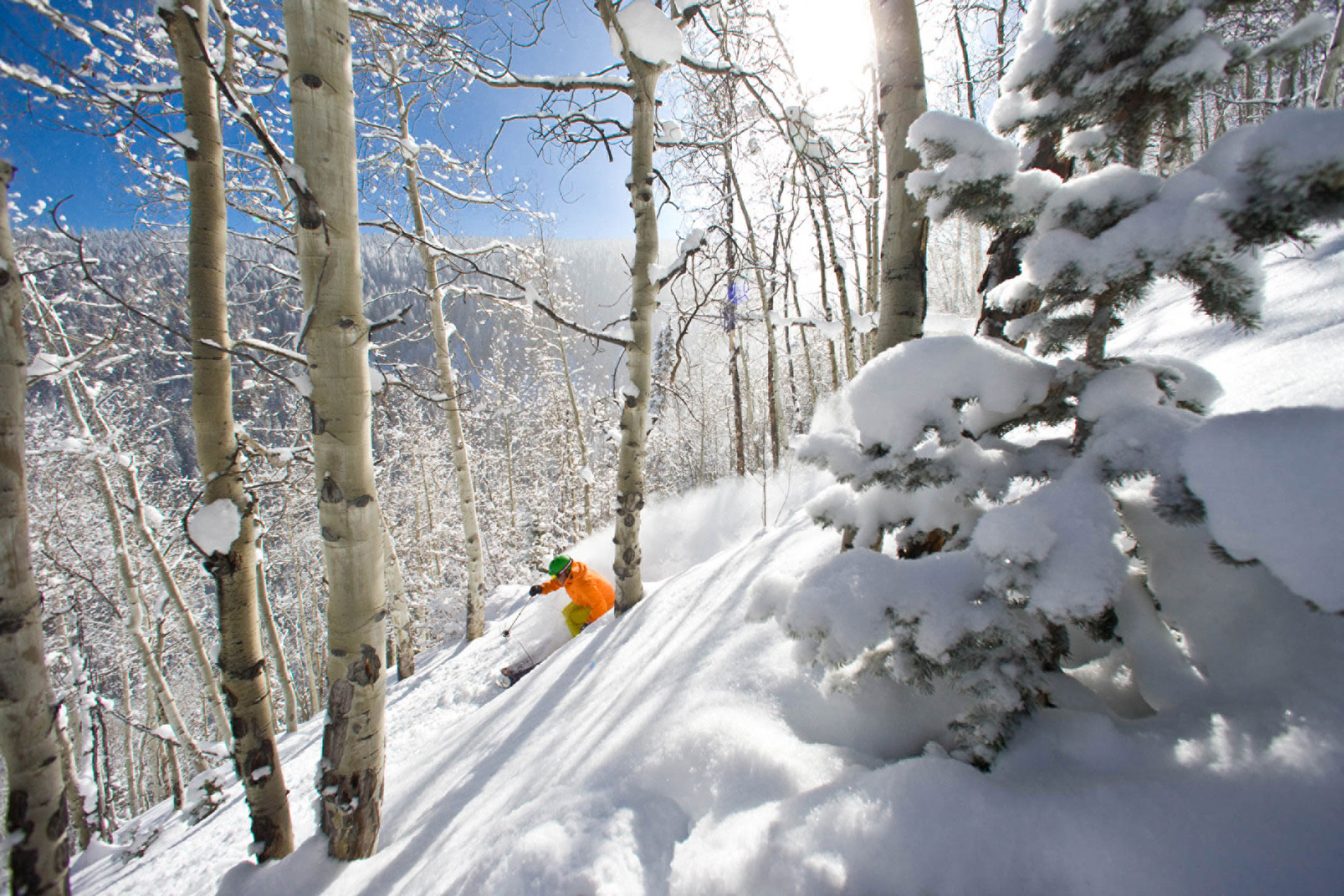 A skier skiing off piste through an Aspen tree forest