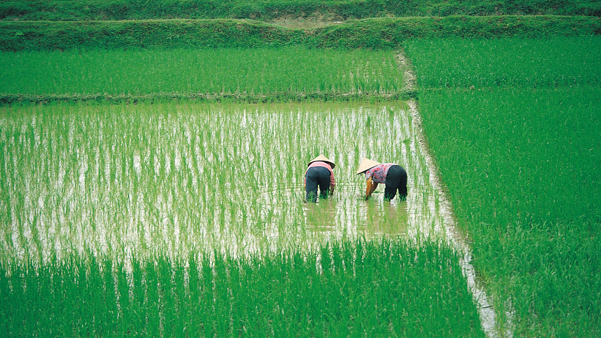 Two farmers picking from rice paddies