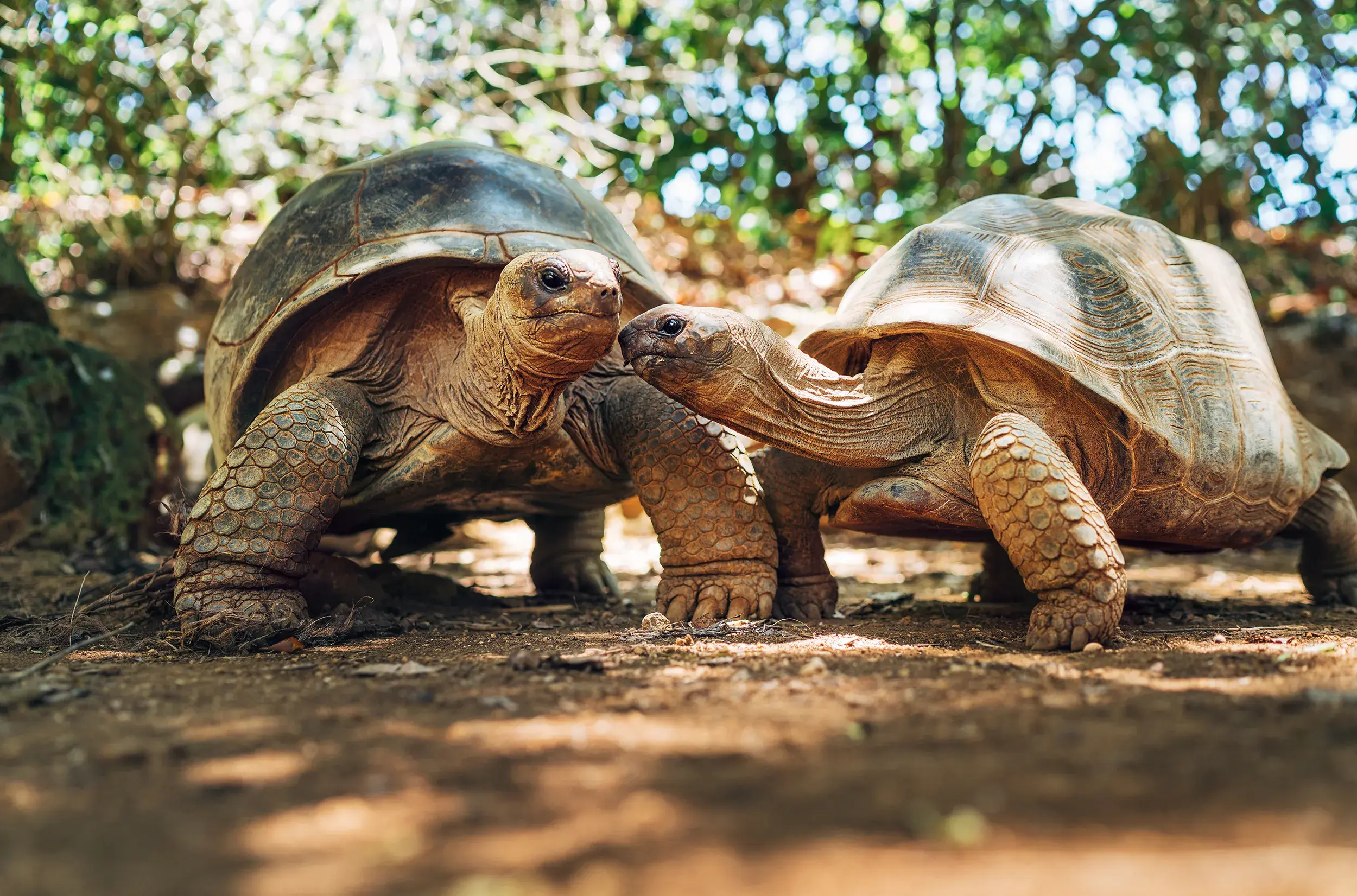 Two giant tortoises touching noses on a sunlit forest floor surrounded by greenery.
