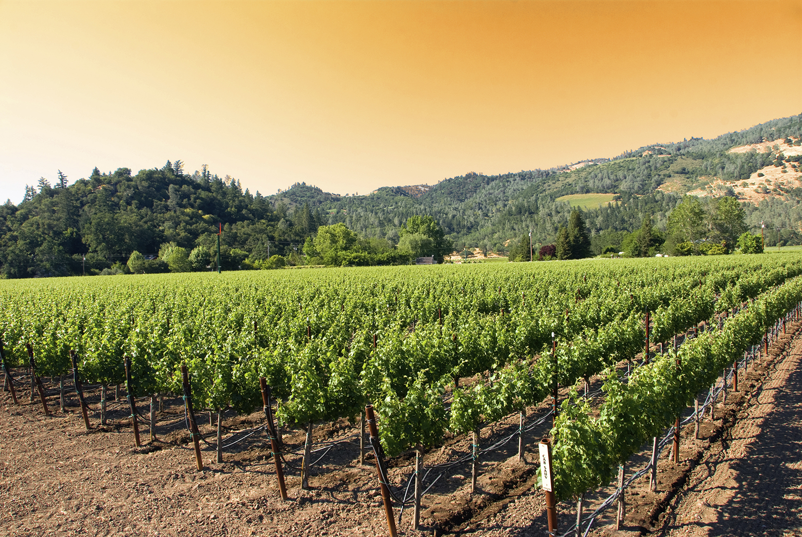 Hilly wineyards in golden hour