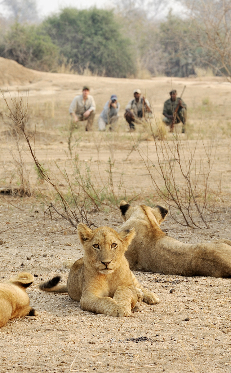 Africa, Zambia, Lower Zambezi, Chiawa Camp, photo of lion cubs lounging on the ground taken on a nature walk