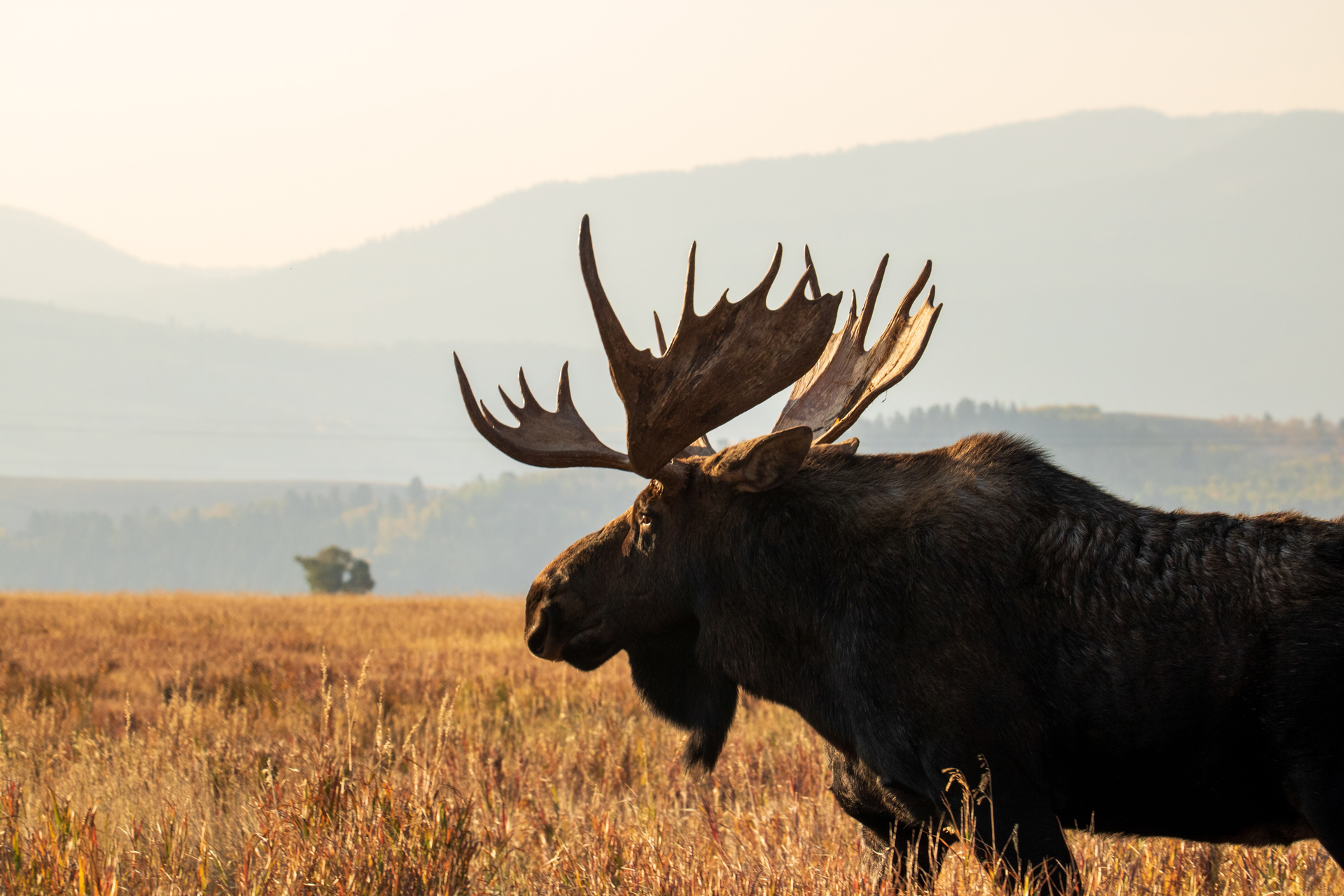 A dark coloured moose on a long grassy field