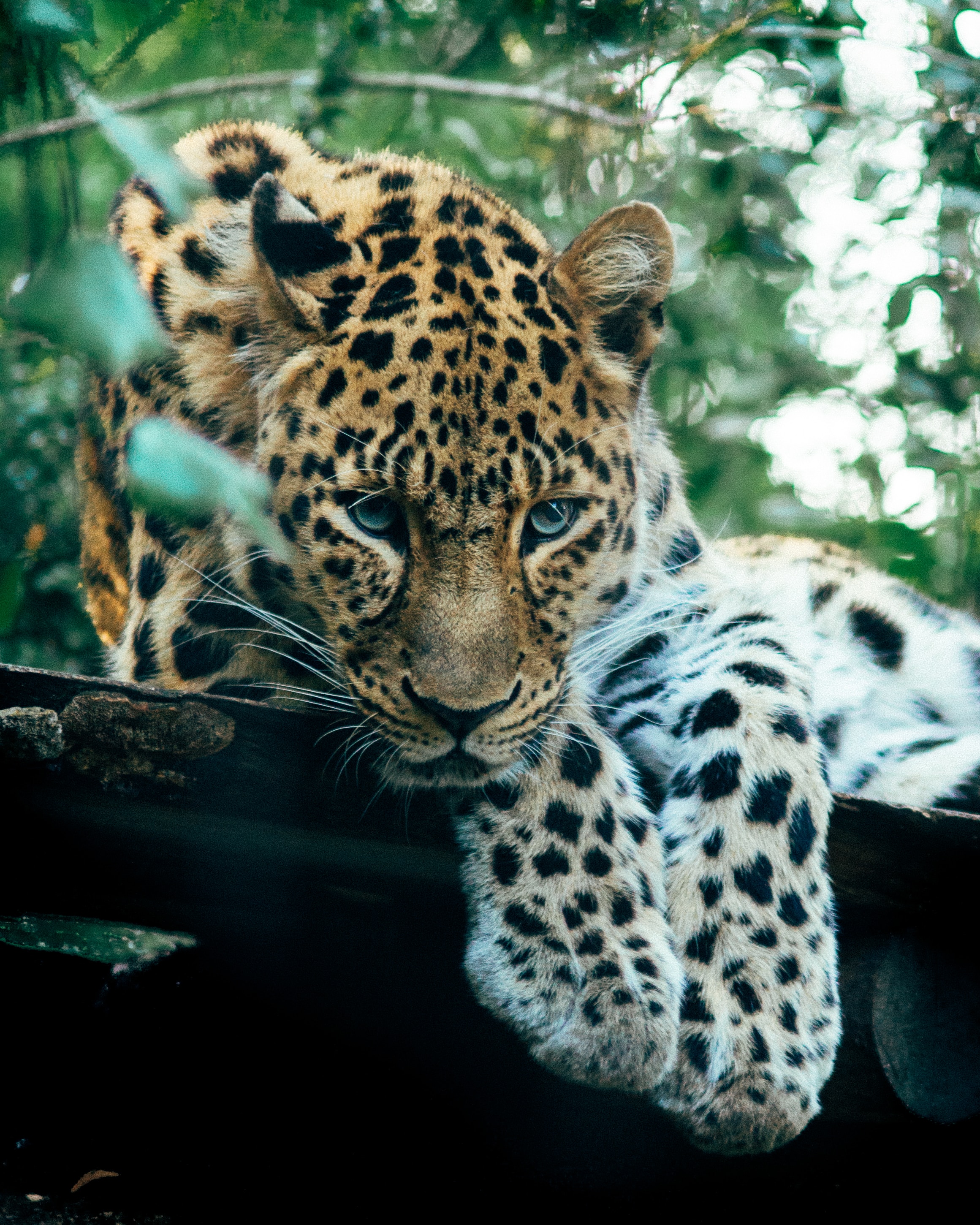 A leopard looking at the camera