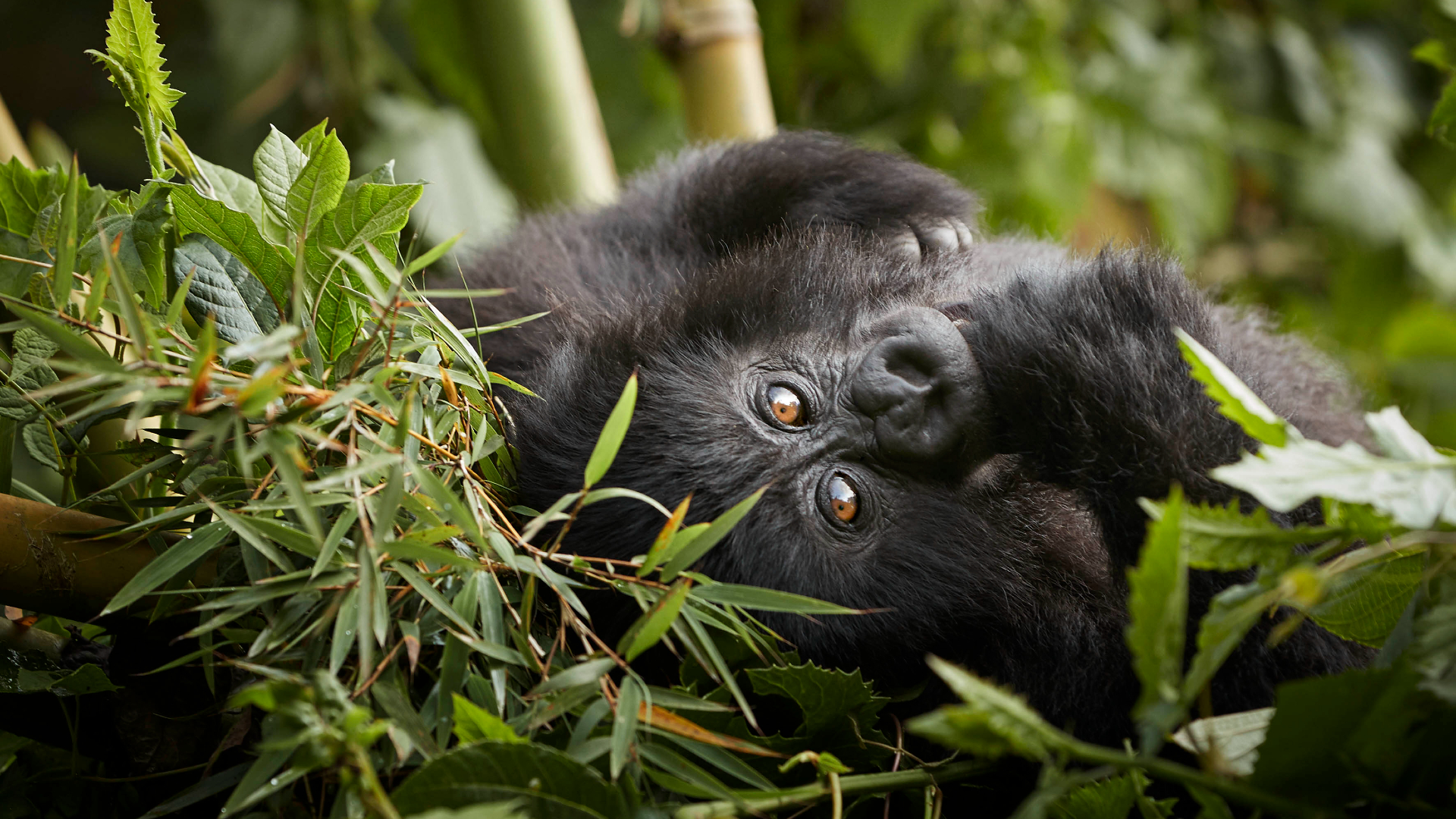 Luxury Selection, Endangered Mountain Gorilla