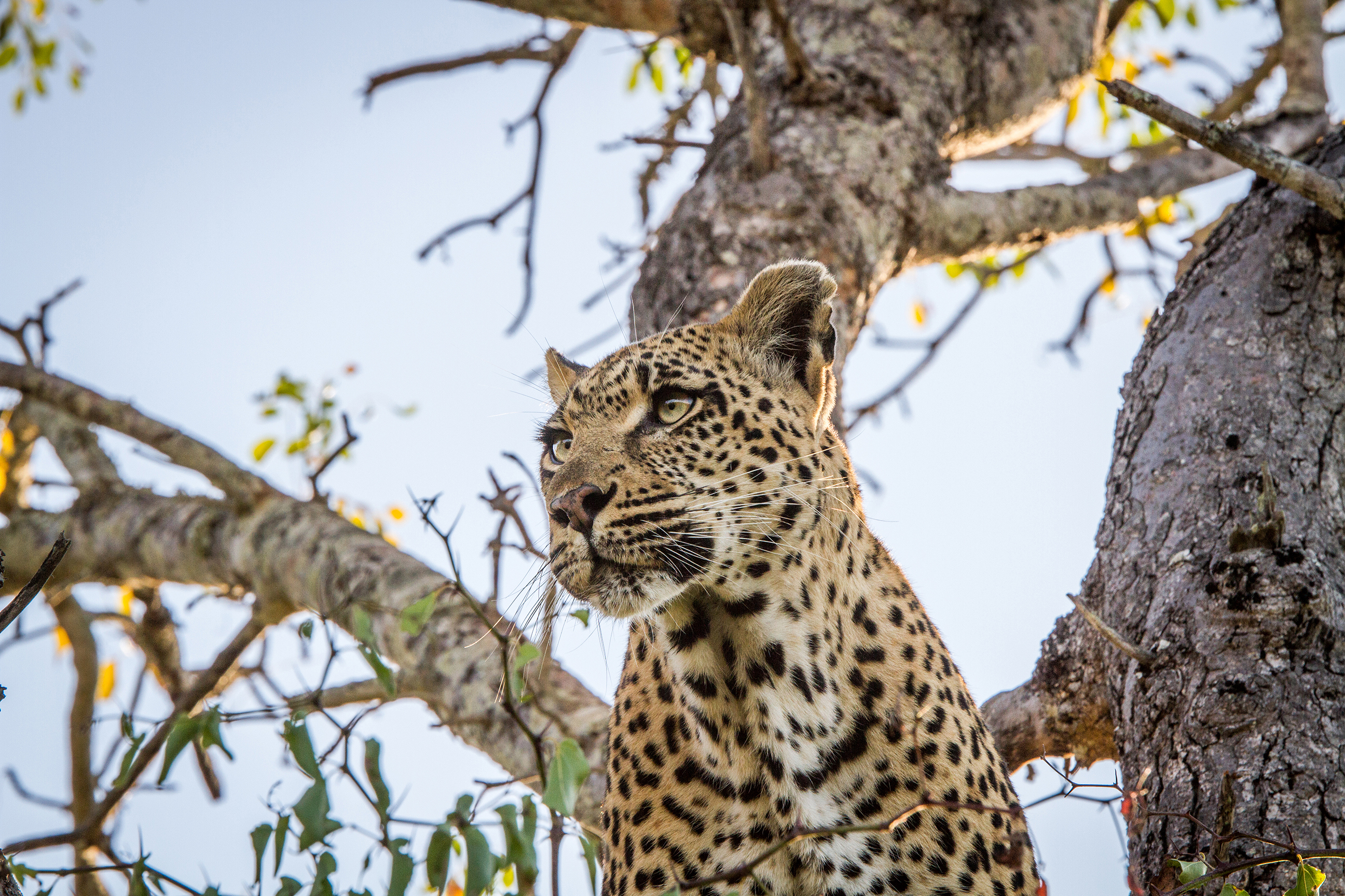 Upward shot of a leopard up a tree 