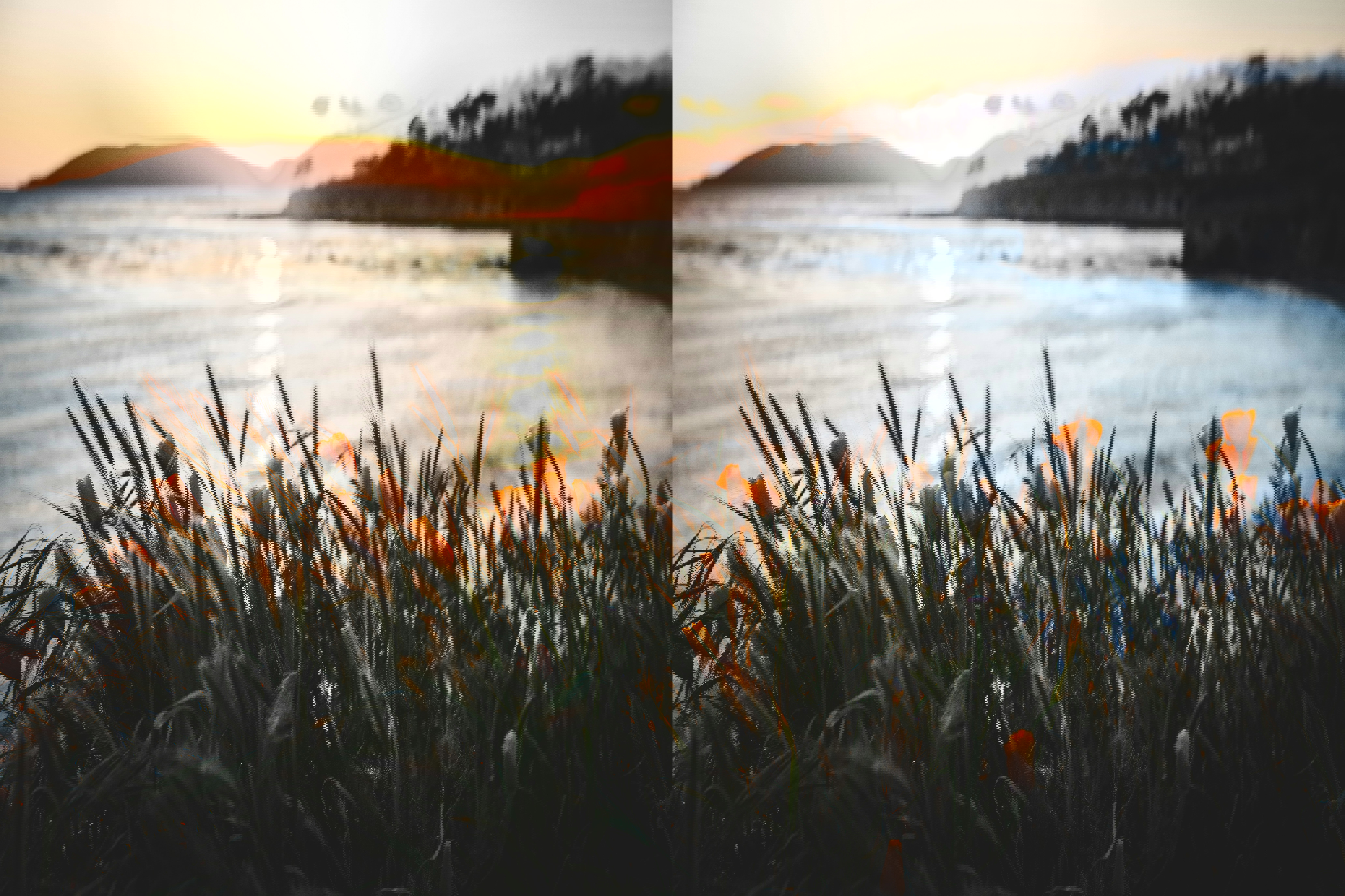 Field of poppies on a cliff in Pismo Beach