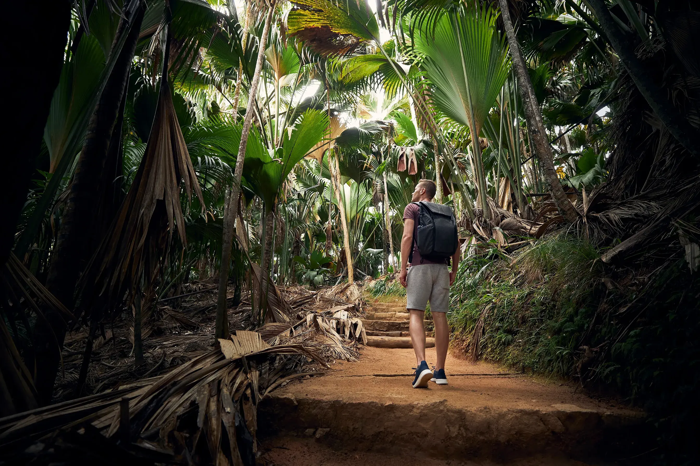 Person hiking along a shaded jungle trail surrounded by towering tropical plants and lush greenery on Praslin, Seychelles.