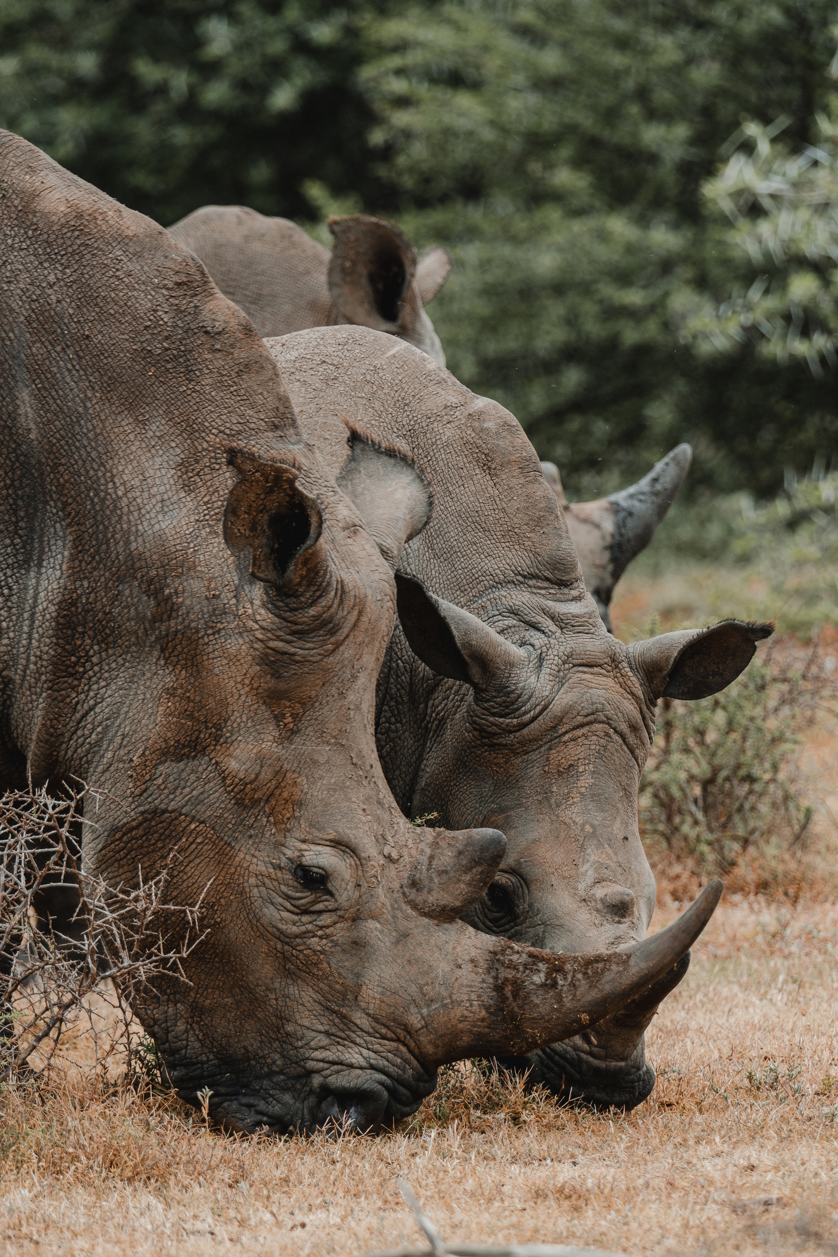 Two rhinos grazing in Kwande Private Game Reserve
