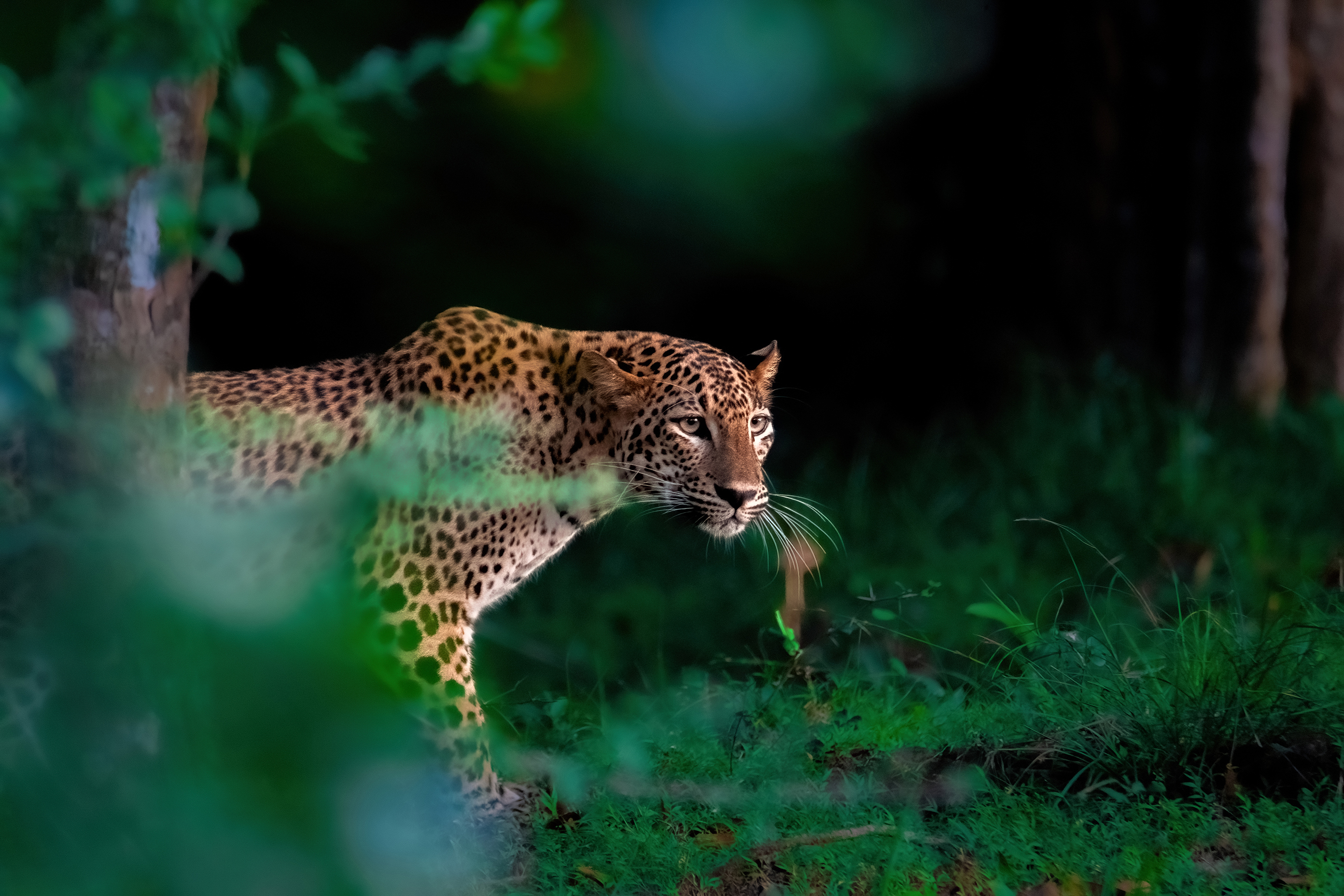 Leopard peaking out frombehind green foliage in the jungle