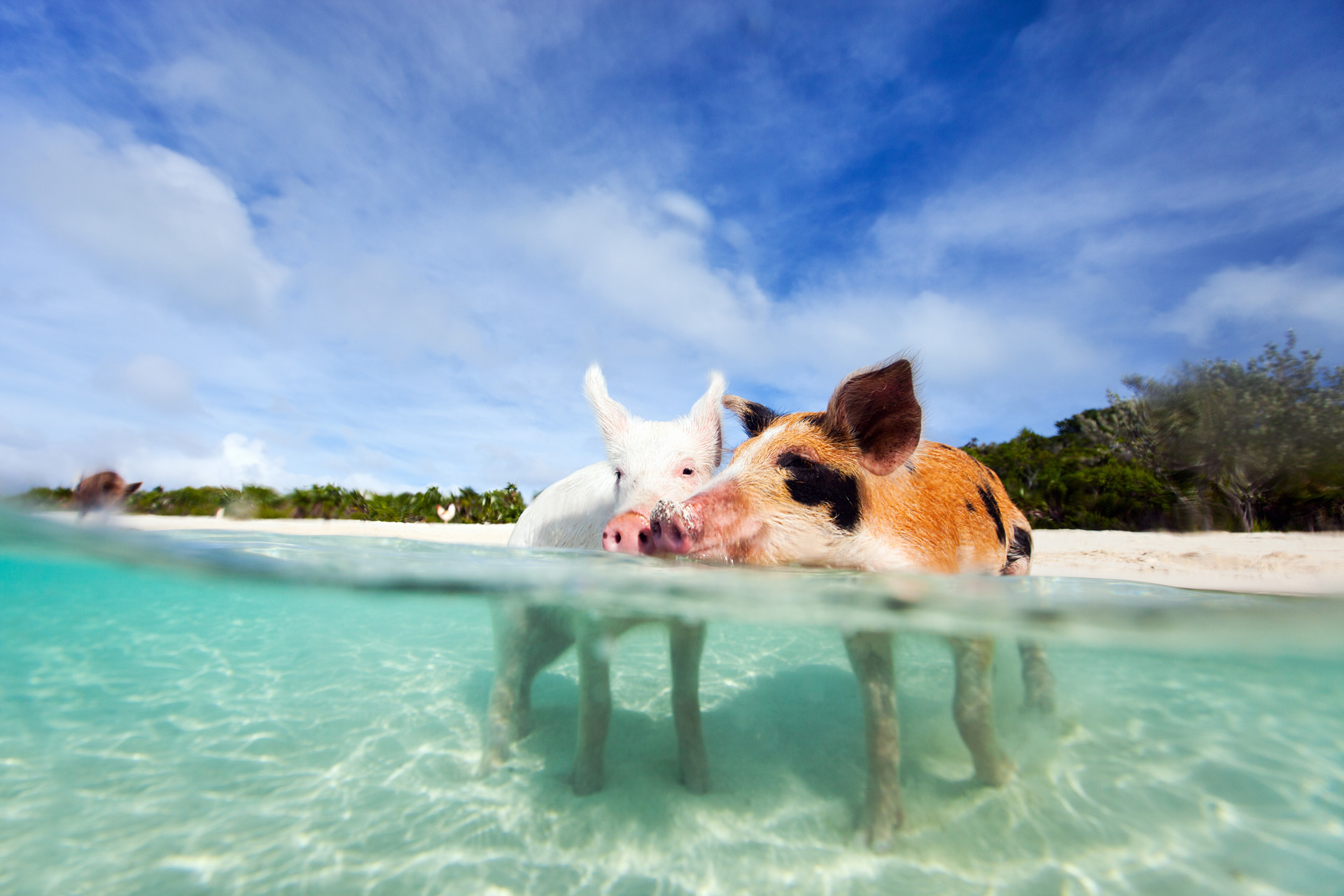 Two pigs stood in shallow sea water
